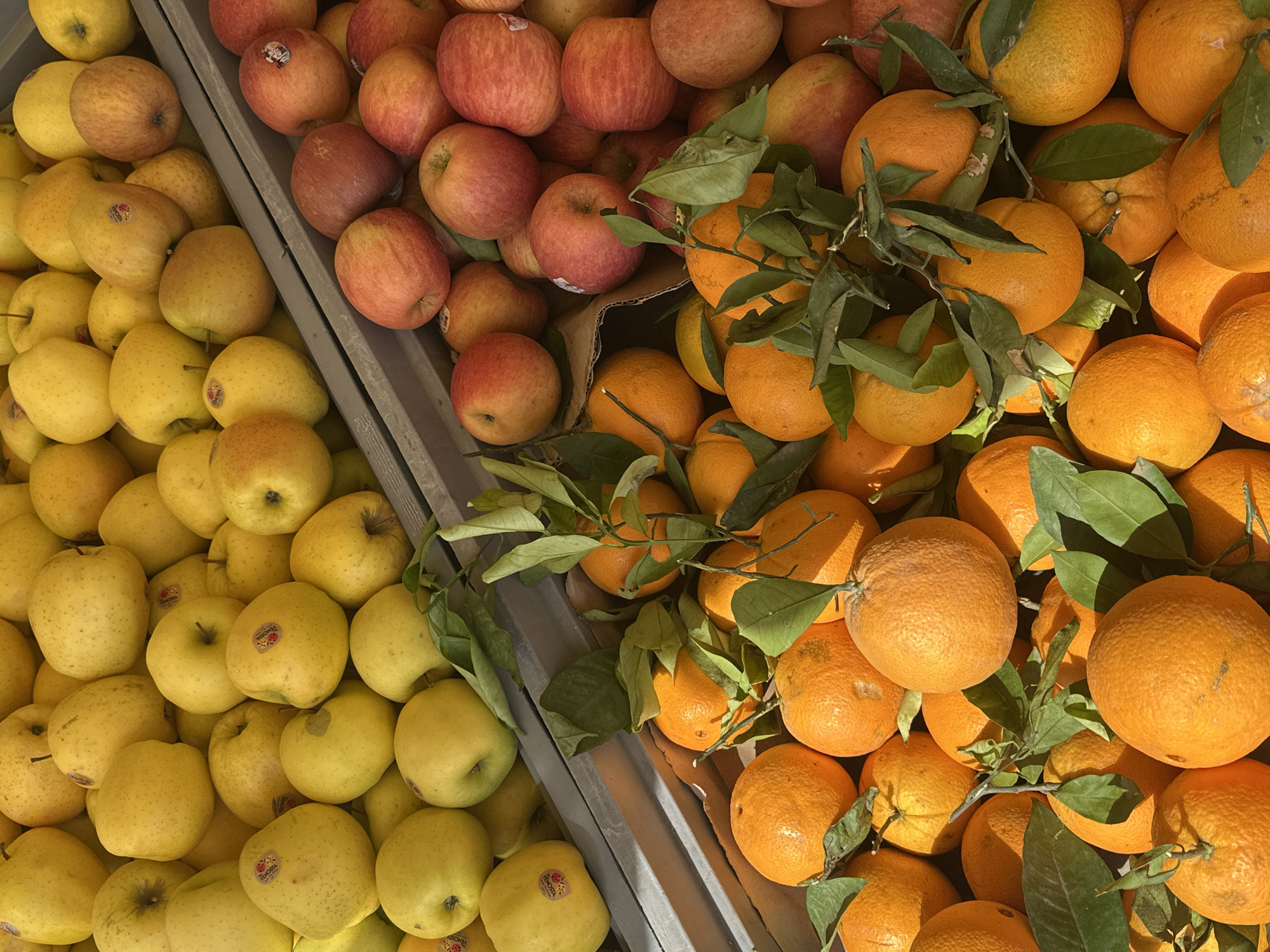 This top-down shot captures a vibrant display of fresh fruit, likely at a market or a grocery store in Lipari, Italy. The scene is dominated by three distinct sections of produce, arranged in what appear to be two grey, angled bins or crates.
On the left, a large pile of yellow apples is visible. These apples appear to be a Golden Delicious variety, with a smooth, bright yellow skin. Several apples have small, round stickers, some of which are partially legible showing a red logo and the word "VIENNA" or similar text. The apples are densely packed, filling the bin.
Adjacent to the yellow apples, in the middle section, is a smaller pile of red apples. These apples exhibit a reddish-pink hue with some yellow undertones and subtle vertical stripes. Like the yellow apples, some red apples also bear small stickers.
To the right, the third section is filled with numerous oranges or tangerines, many still attached to their green leafy branches, suggesting fresh harvest. The citrus fruits are a bright, rich orange color and are also packed tightly into their display area. Sunlight casts clear shadows, indicating a bright, clear day. The natural arrangement of the fruits, especially the oranges with their leaves, enhances the freshness of the produce. The overall impression is one of abundance and natural beauty, characteristic of a Mediterranean market.