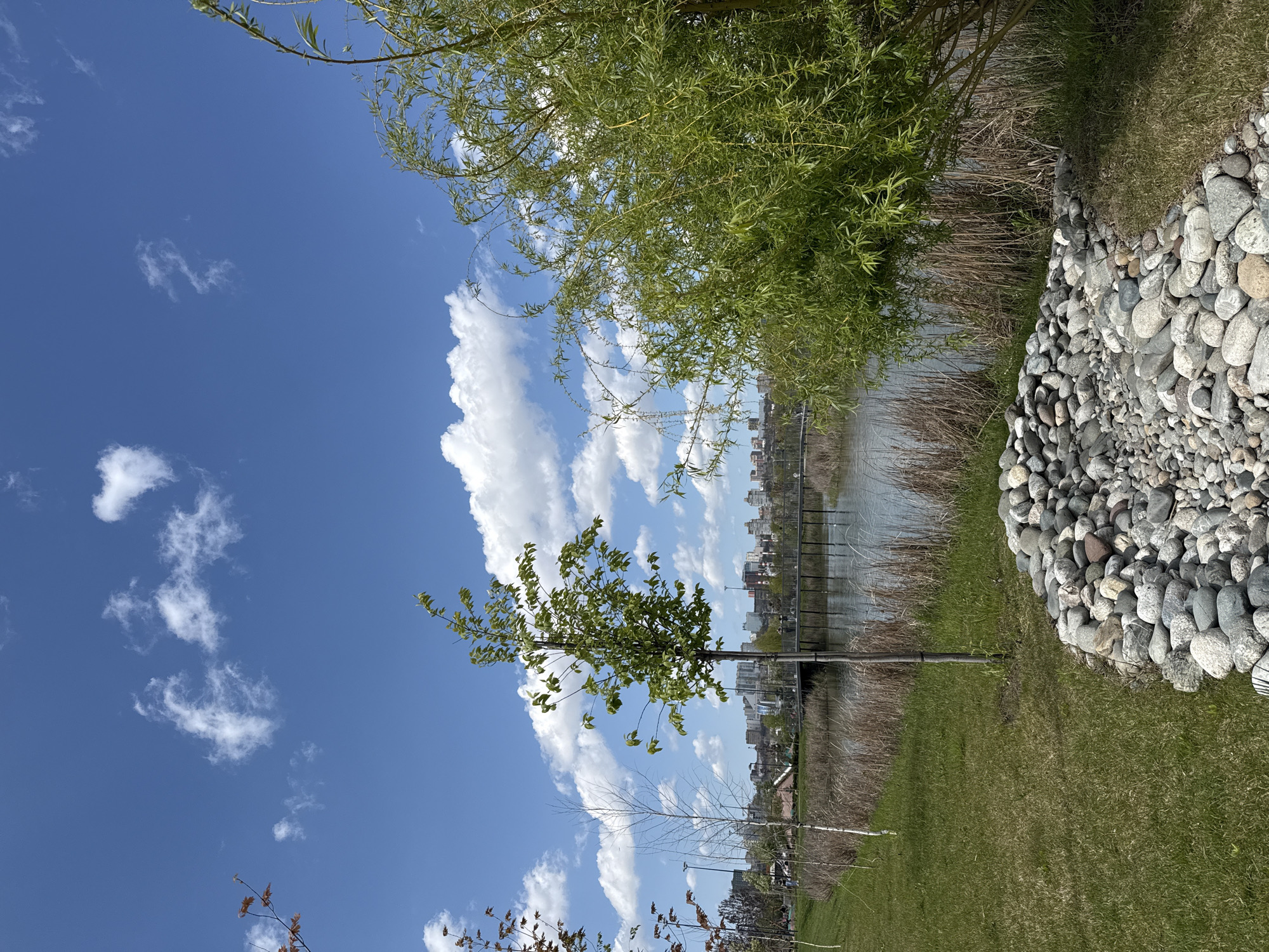 The image displays a serene outdoor scene, likely a park or landscaped area, under a bright blue sky with scattered white cumulus clouds. The perspective looks over a grassy foreground towards a body of water and a distant cityscape.
In the immediate foreground, a vibrant green lawn covers the lower left, transitioning into a prominent band of smooth, light-grey river stones or pebbles that form an embankment on the right. Along the water's edge, dry, reedy vegetation is visible. Several trees with fresh green foliage are present; a large, leafy tree with drooping branches occupies the upper right, while smaller, younger trees stand in the mid-ground to the left. Some bare branches of other deciduous trees are also visible.
A calm body of water, possibly a river or lake, stretches across the middle ground, reflecting the bright sky. In the distance, beyond the water, a city skyline featuring numerous buildings is discernible under the clear horizon, suggesting an urban or peri-urban setting. Dark, linear structures, potentially a bridge or pier, can be seen traversing the water towards the city.
The time of day is clearly daytime, characterized by bright sunlight and pleasant weather. The scene evokes a sense of tranquility and natural beauty, offering a peaceful retreat within proximity to an urban environment. No people or visible text are present, and no specific activity is taking place. This location is contextually identified as Rostov-on-Don, Russia.