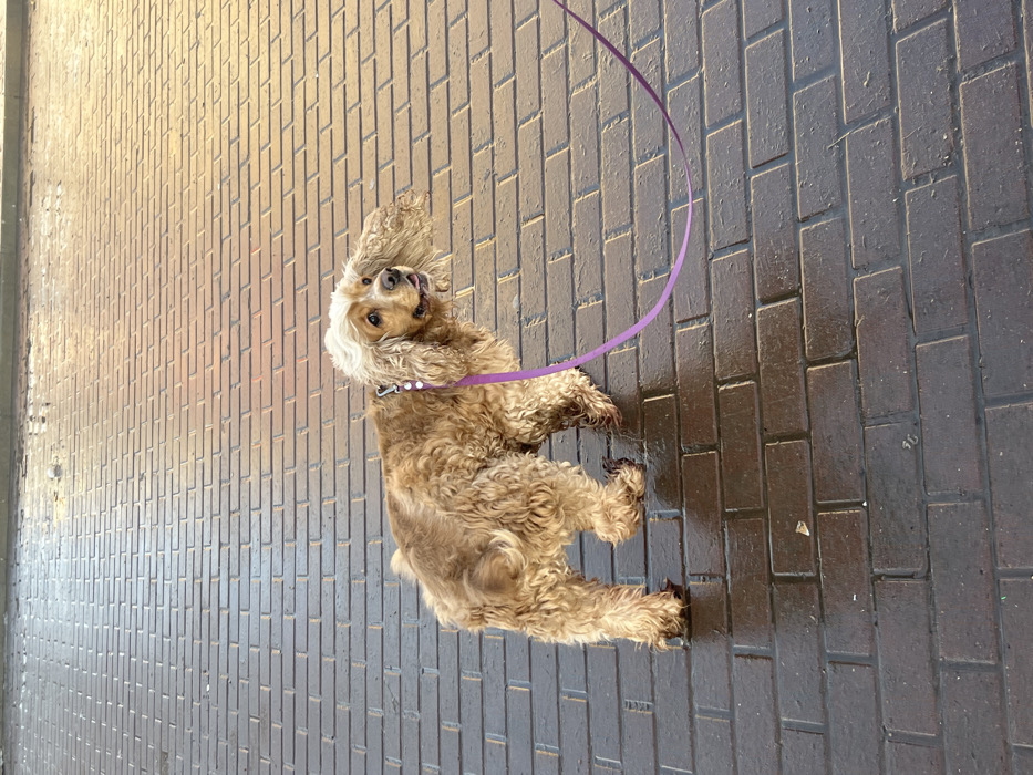 A tan-colored, curly-haired dog, resembling an English Cocker Spaniel, stands on a wet, dark brown brick-paved surface. The dog is positioned slightly left of center, facing right with its body, but its head is turned sharply back and upwards towards the left, mouth slightly open, with a visible tongue. Its long, floppy ears are prominent, the left one appearing to be swept back. The fur on the top of its head is distinctly lighter, appearing blonde or whitish. A bright purple leash is attached to a metallic collar or harness fitting on the dog's neck, extending diagonally downwards and to the right out of the frame. The brick pavement exhibits a stretcher bond pattern and is reflective in areas, indicating dampness or a wet surface. Strong, warm directional lighting illuminates the upper right portion of the pavement and casts shadows from the dog towards the left. The background consists solely of the same brick pavement extending into the distance. The specific location within the city of Chaikovsky, Russia, is not identifiable from the visual evidence presented in the image.