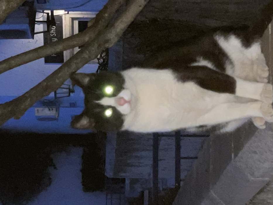 A black and white cat is depicted sitting upright on a stone ledge at night in Budva, Montenegro. The cat faces directly forward, its eyes exhibiting prominent green retroreflection due to flash illumination. Its fur is predominantly white on the chest, belly, and front legs, with black markings on its head, back, and flanks. To the right of the cat, a thick, bare tree branch extends diagonally. In the background, a building with a light blue facade is visible, featuring an exterior light fixture and a partial sign displaying the letters "y Sho". To the left of the cat, a dark, multi-tiered structure or railing is present.