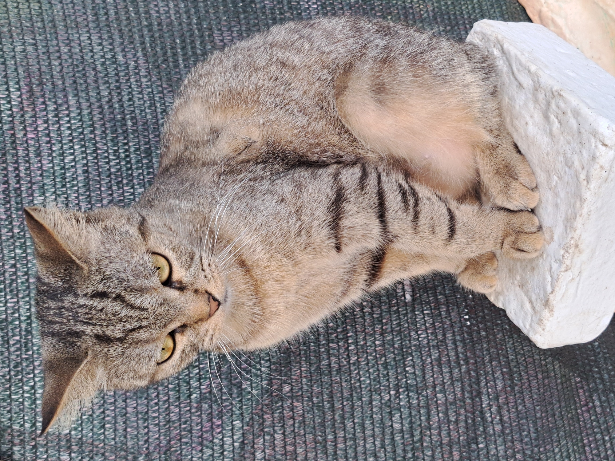A tabby cat with yellow eyes is sitting on a white block. The cat is facing left, with its head tilted down and its body curled slightly. The cat's fur is a mix of brown, black, and gray stripes. The cat's paws are resting on the white block. The background is a dark green mesh fence. The image appears to be taken outdoors, possibly in a city. This image was taken in Vypasne, Ukraine.