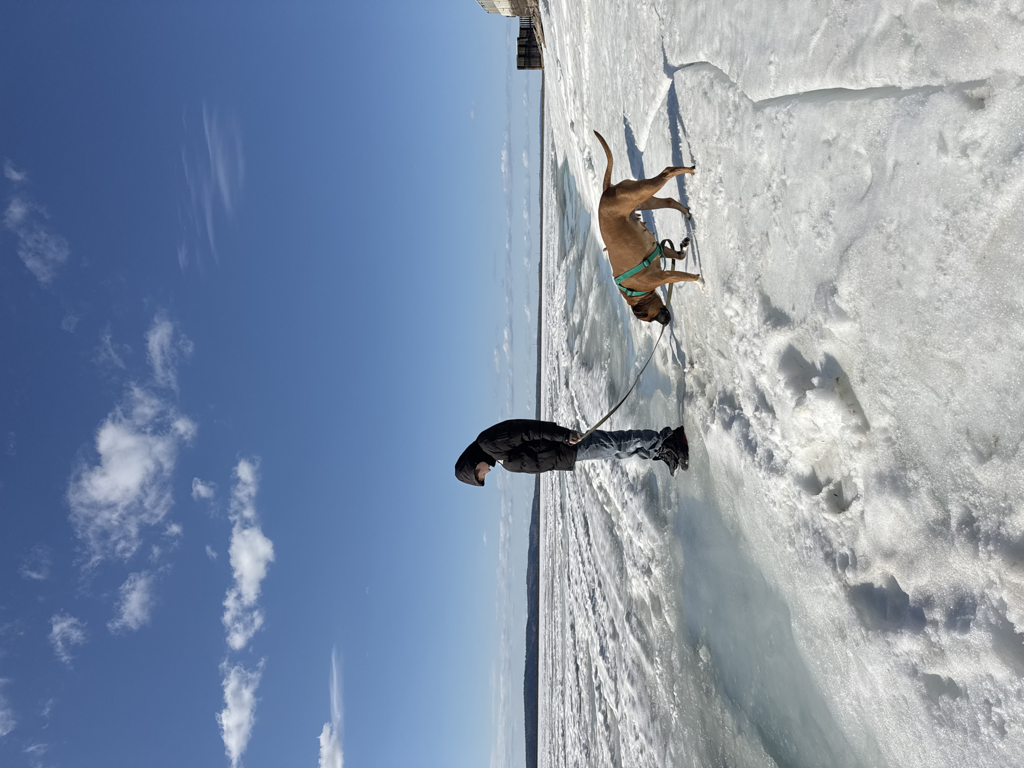 A man and a tan dog are walking on a frozen body of water, likely the Kama River, in Chaikovsky, Russia. The man wears a black jacket and blue jeans, holding a leash connected to the dog's green harness. The ice is thick and textured with visible cracks and footprints. The sky is clear blue with scattered white clouds. A building or structure is faintly visible in the distance at the edge of the frame.