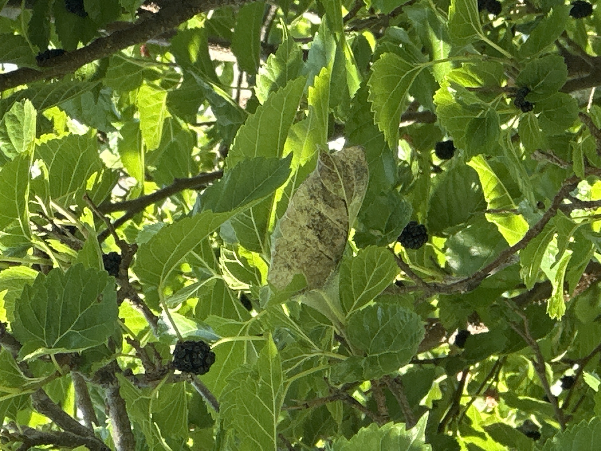 This is a close-up, vertically oriented photograph of a mulberry tree's branches, leaves, and ripe mulberries. The scene is dominated by lush green foliage, with some leaves showing signs of browning or wilting. Several dark, plump mulberries are visible, some hanging individually and others clustered together. The lighting suggests an outdoor setting, likely during daylight hours, with sunlight filtering through the leaves, creating areas of bright illumination and deep shadow. The branches are brown and woody, providing a stark contrast to the vibrant green of the leaves. The image does not contain any people, actions, or interactions. Without further information or visual cues, it is impossible to definitively place this image within the city of Sochi, Russia.
