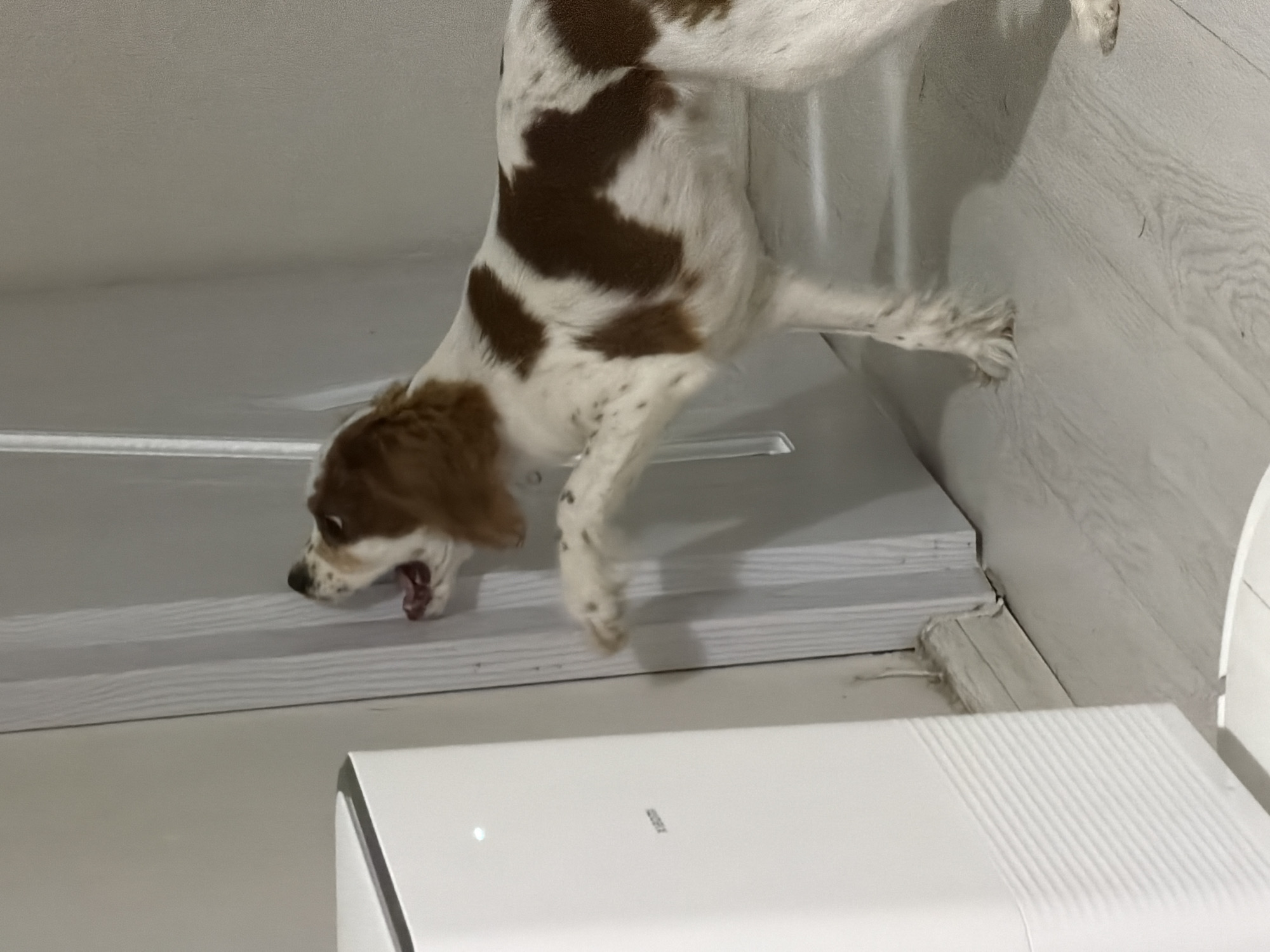 The image captures a dynamic, high-energy moment of a white and brown spotted dog in an indoor setting. The dog, resembling a Spaniel, is positioned mid-action, as if jumping or falling from a white, layered ledge or frame. Its body is angled, showcasing its distinctive white fur with large brown patches and smaller brown speckles, particularly on its legs.
The dog's head is turned slightly to the left, with its mouth wide open, revealing its teeth and pink tongue, suggesting a loud bark, growl, or an intense vocalization. Its eyes appear focused and engaged with something below or out of frame. The posture indicates a moment of intense activity, possibly play, surprise, or a reaction to an unseen stimulus.
In the foreground, a modern, white electronic device, resembling an air purifier, is visible. It features a sleek design with a faint light indicator on its top surface. Barely legible text, potentially "Xiaomi," can be observed on this surface. The background consists of plain white walls and what appears to be a light-colored, possibly wooden or laminate, floor or vertical panel on the right side of the frame. The lighting is artificial, consistent with an indoor environment. The unusual angle and active subject create a sense of spontaneity and lively interaction.