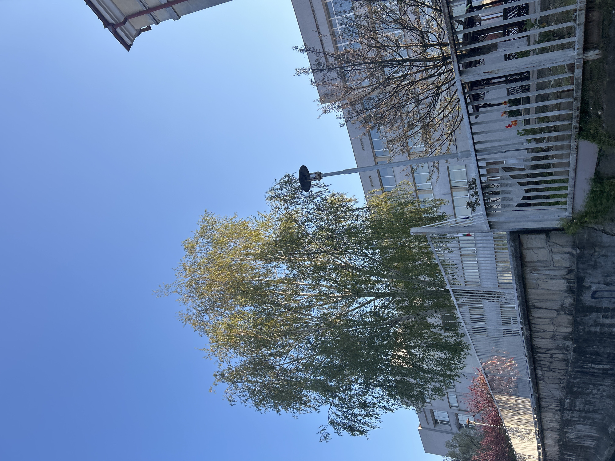 The image shows a view in Zlatograd, Bulgaria. The perspective is angled upwards. Dominating the foreground is a large tree with green and yellow leaves against a clear blue sky. A street lamp is visible near the tree. A multi-story building with a white facade and numerous windows is in the background. A metal fence or railing runs across the middle of the image. Part of a roof structure is visible in the upper left corner. A stone wall or embankment is present at the bottom of the frame.