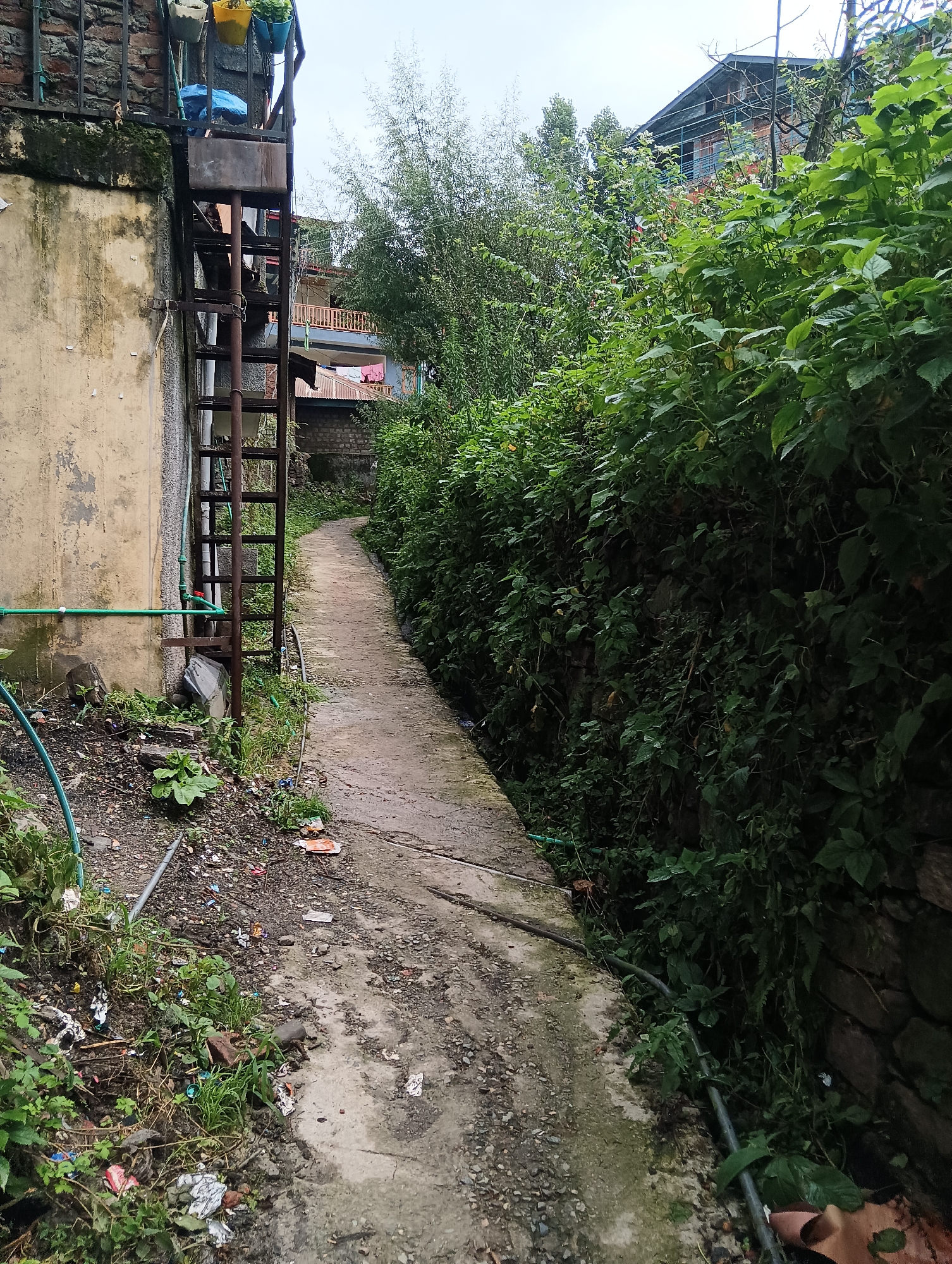 A narrow, winding concrete pathway meanders through a dense, green environment, suggesting a residential area in Vashisht, India. The pathway is bordered on the left by a weathered, textured wall and a rough ground area strewn with debris, including plastic wrappers, leaves, and small rocks. A rusty metal ladder is affixed to the wall, with what appears to be a blue tarp or plastic covering near its top. Green pipes run horizontally along the wall.
To the right of the pathway, a thick wall of lush green foliage and vines climbs upwards, obscuring whatever lies beyond. Tall bamboo-like plants are visible further in the background, interspersed with glimpses of buildings with balconies and laundry hanging out to dry, indicating human habitation. The sky above is overcast, with a muted, diffused light. The overall scene conveys a sense of a lived-in, slightly unkempt but vibrant urban fringe.