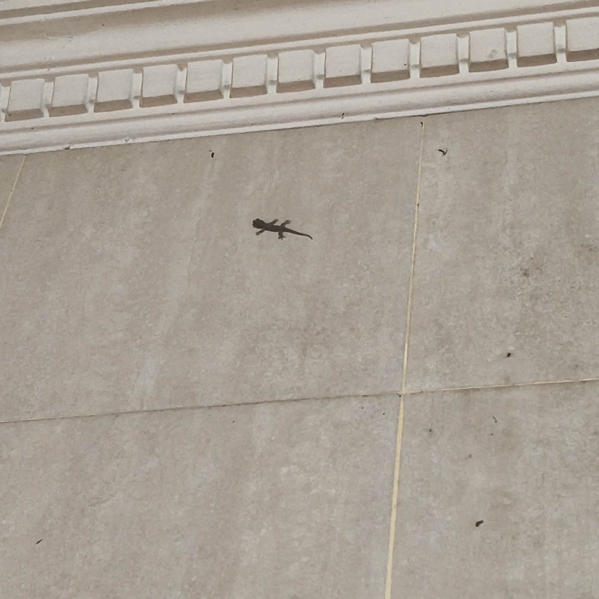 A dark, silhouetted gecko is visible on a light-colored, textured tile wall. The gecko is positioned in the center-left of the image, facing left with its body slightly curved. Its legs are spread out, and its tail is extended. Above the tile wall, a decorative white molding runs horizontally across the top of the frame, featuring a repeating pattern of small, recessed squares. The lighting suggests an indoor environment, possibly a residential or commercial building in South Jakarta, Indonesia.