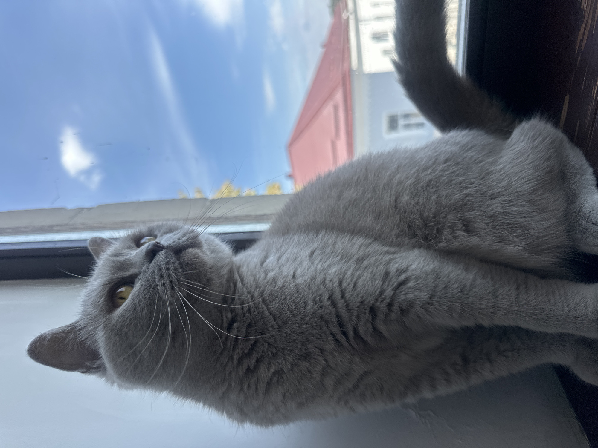A British Shorthair cat with gray fur and yellow eyes sits on a windowsill. The cat is looking out of a window, where a bright blue sky with some white clouds is visible. Outside the window, there is a building with a red roof. The image was taken indoors, possibly in Ternopil, Ukraine, given the architectural style of the building. The cat appears calm and relaxed.