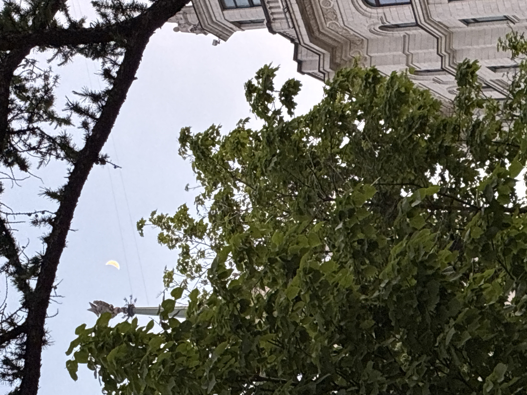 The image shows a low-angle view of a cityscape, possibly in or near Перовское сельское поселение, Ukraine, though this cannot be definitively confirmed from the image alone. A gray sky provides the background. In the lower left corner, a dark tree with sparse foliage extends upward. To the right, a tree with dense green leaves occupies a significant portion of the frame. Above the trees, a sliver of the moon is visible. At the top center, a section of a building with ornate architectural details is present.