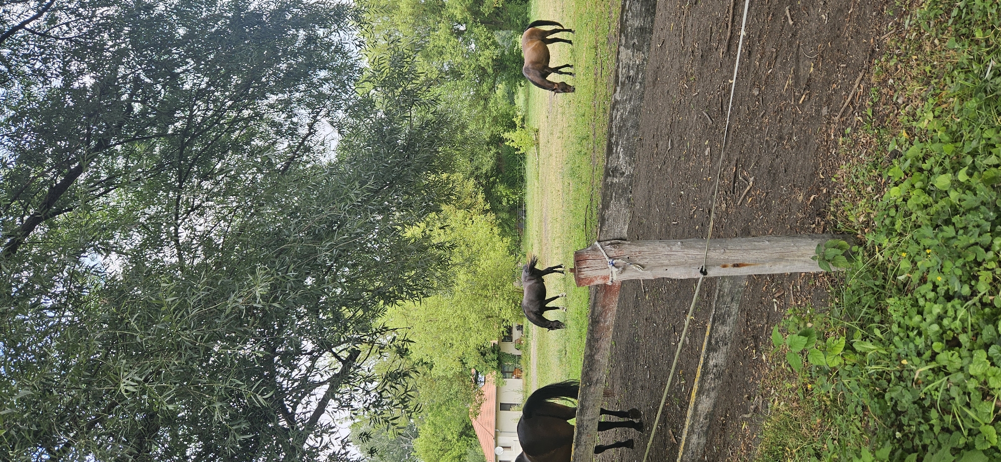 The image shows a pastoral scene with three horses grazing in a field. The horses are of different colors: one is dark brown, another is black, and the third is bay. They are positioned in a grassy area with a fence in the foreground. In the background, there is a house with a red roof and trees. The sky is partly cloudy. The scene is located in Hévíz, Hungary.