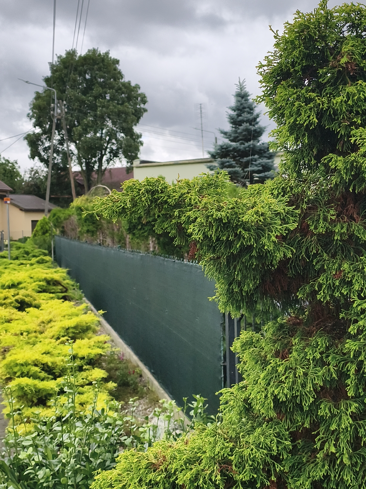 This is a close-up, eye-level, outdoor, full-shot photograph of a dense green coniferous tree in the foreground, with its feathery branches filling the right side of the frame. In the mid-ground, a dark green privacy fence runs diagonally from the lower left to the upper right corner. To the left of the fence, a row of vibrant, chartreuse-colored bushes creates a striking contrast. Further back, behind the fence, a large, leafy deciduous tree with dark green foliage stands tall. In the background, a light-colored building with a brown roof is visible, along with another, smaller blue-green coniferous tree, and in the far distance, a few more buildings and a large antenna. The sky is overcast with a heavy, gray cloud cover. This scene is located in the city of Tczew, Poland, specifically in the area of ul. gen. J. Hallera, near the entrance to a private property.