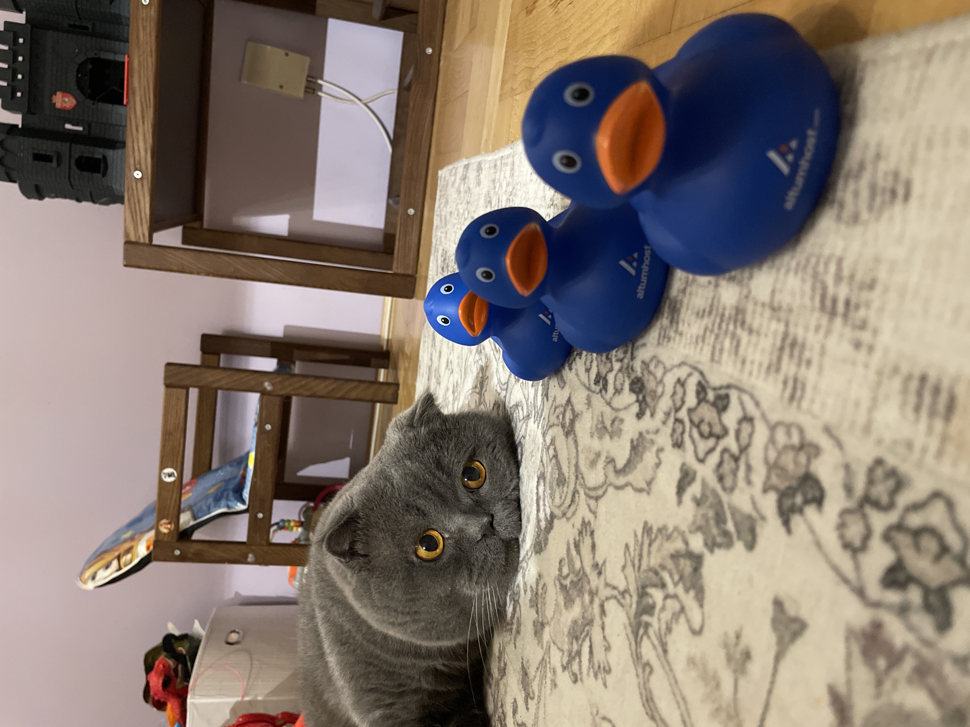 This image captures an indoor scene featuring a domestic shorthair cat observing three rubber ducks. The location is an unknown room in the city of Unknown, Unknown.
In the foreground and center-left, a grey (blue-grey) Scottish Fold cat lies on a light-colored patterned rug, with its head resting flat against the surface. The cat's large, round eyes are bright amber, and it is looking forward and slightly to the right, towards the ducks. Its ears are characteristic of the Scottish Fold breed, folded forward and down. White whiskers are visible around its snout.
Three blue rubber ducks are arranged diagonally across the mid-ground, extending from the left to the right. Each duck has an orange beak and white eyes with black pupils (though the leading duck's pupils appear blue). The side of at least two of the ducks clearly displays a white logo resembling a stylized 'A' and the text "altumhost.com". The duck furthest to the right is partially out of frame.
The setting appears to be a child's room or play area. In the background on the left, a light brown wooden chair or stool with a blue and white patterned cushion is visible. Behind it, a white bin or basket contains colorful items. The wall behind this furniture is a pale lavender or light purple.
On the right side of the background, a dark wooden shelf or table holds a dark grey toy castle with a red crest detail. Below this shelf, a light beige wall plate with two white wires extending downwards is mounted on the pale lavender wall. The floor beneath the rug is light brown wood. The overall lighting is bright and even.