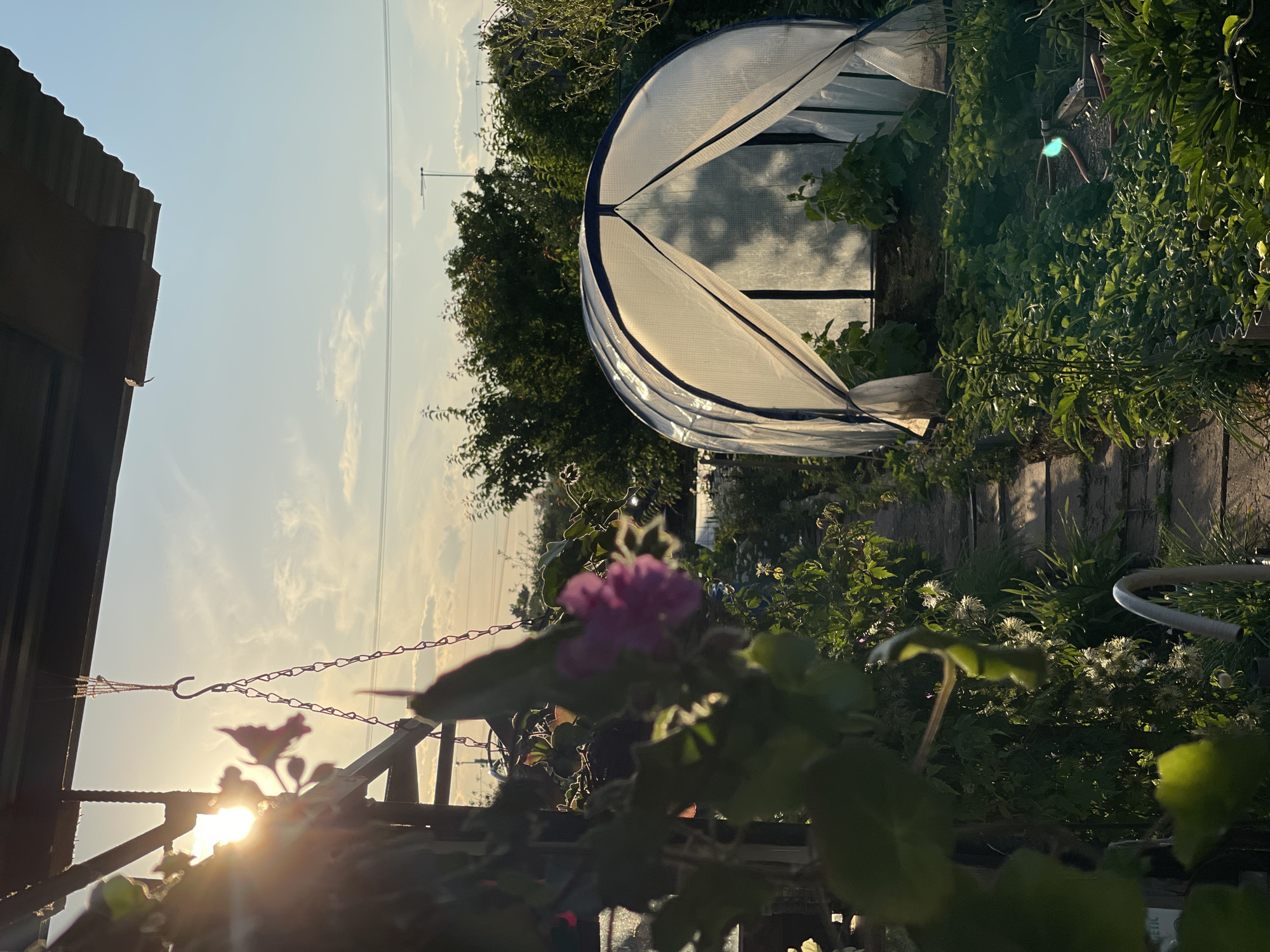 The image depicts a garden scene at dusk in Tatarstan, Russia. In the foreground, a pink flower is out of focus, with green leaves obscuring part of the view. A stone path leads towards a white, arched greenhouse in the middle ground. The greenhouse has an open entrance, revealing green plants inside. The background is filled with lush green trees and bushes, with a clear sky overhead and the setting sun casting a warm glow on the scene. The overall impression is one of a peaceful, overgrown garden.