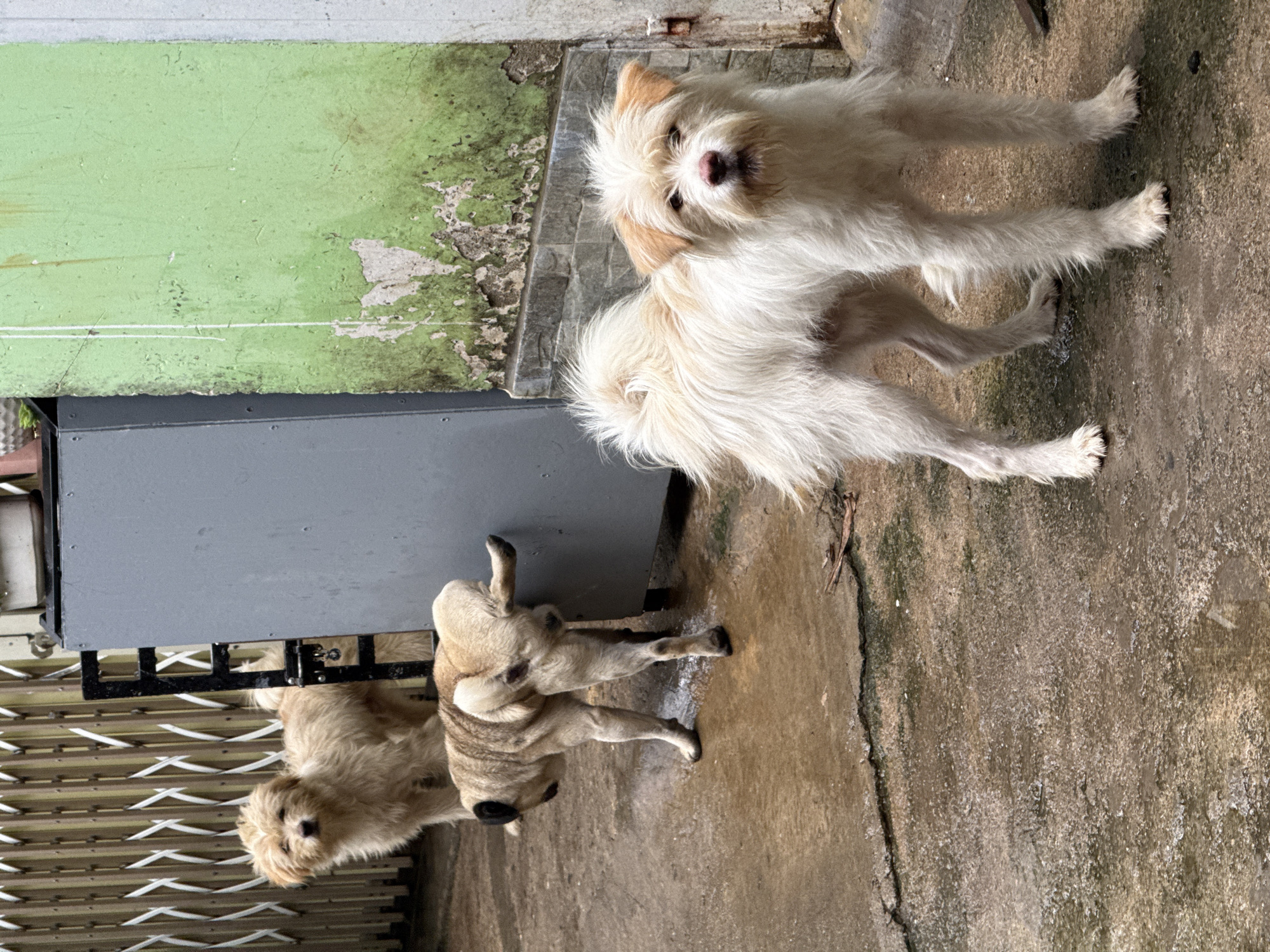 The image shows two sets of dogs near a wall in what appears to be an outdoor area. The first set consists of a pair of light-colored dogs, one standing and looking directly at the camera, the other positioned behind the first. The standing dog has medium-length fur, with tan markings around the ears and muzzle. The other pair, situated closer to a metal rolling shutter or gate, appears to be a light brown color. One of these is bending over, possibly grooming itself, while the other is facing the camera. The ground is concrete and appears damp. The location has been given as Lang Biang - Đà Lạt, Vietnam, but the image itself offers no contextual clues for verification.