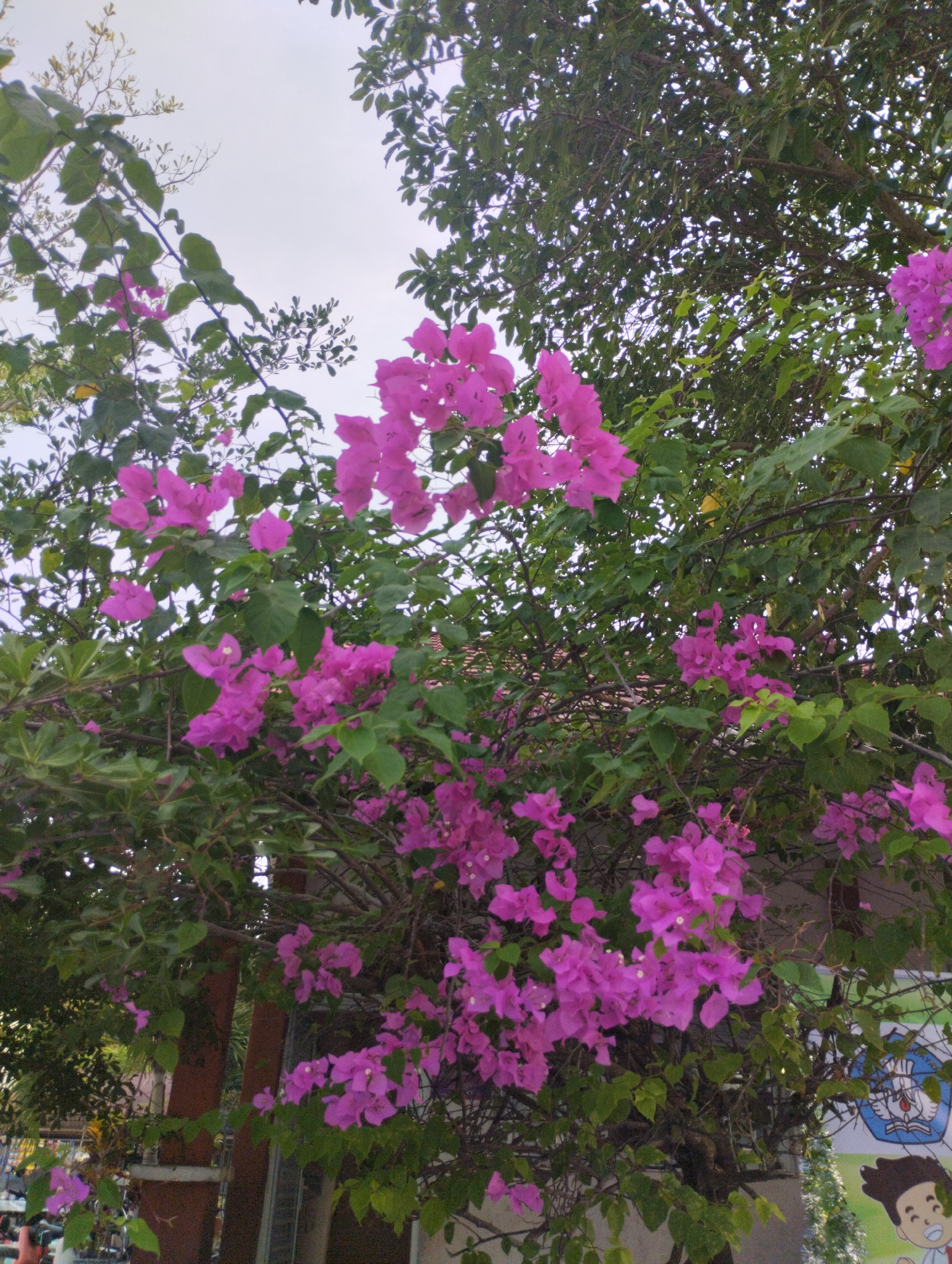 The image depicts a close-up view of vibrant pink bougainvillea flowers and lush green foliage, predominantly in the foreground and mid-ground. The flowers are clustered and appear to be growing on a vine or shrub. In the background, the scene transitions to reveal a cloudy sky overhead, with the branches of a larger tree partially obscuring it. A hint of a building or structure, possibly with a tiled roof, is visible behind the flowering branches. Further to the right, a portion of a colorful poster or banner featuring a cartoon character and a blue emblem with a white bird and open book is visible. The overall environment suggests an outdoor setting, possibly a garden or a residential area within Baratpayaitek, Indonesia. No people are clearly depicted or engaged in any specific actions.