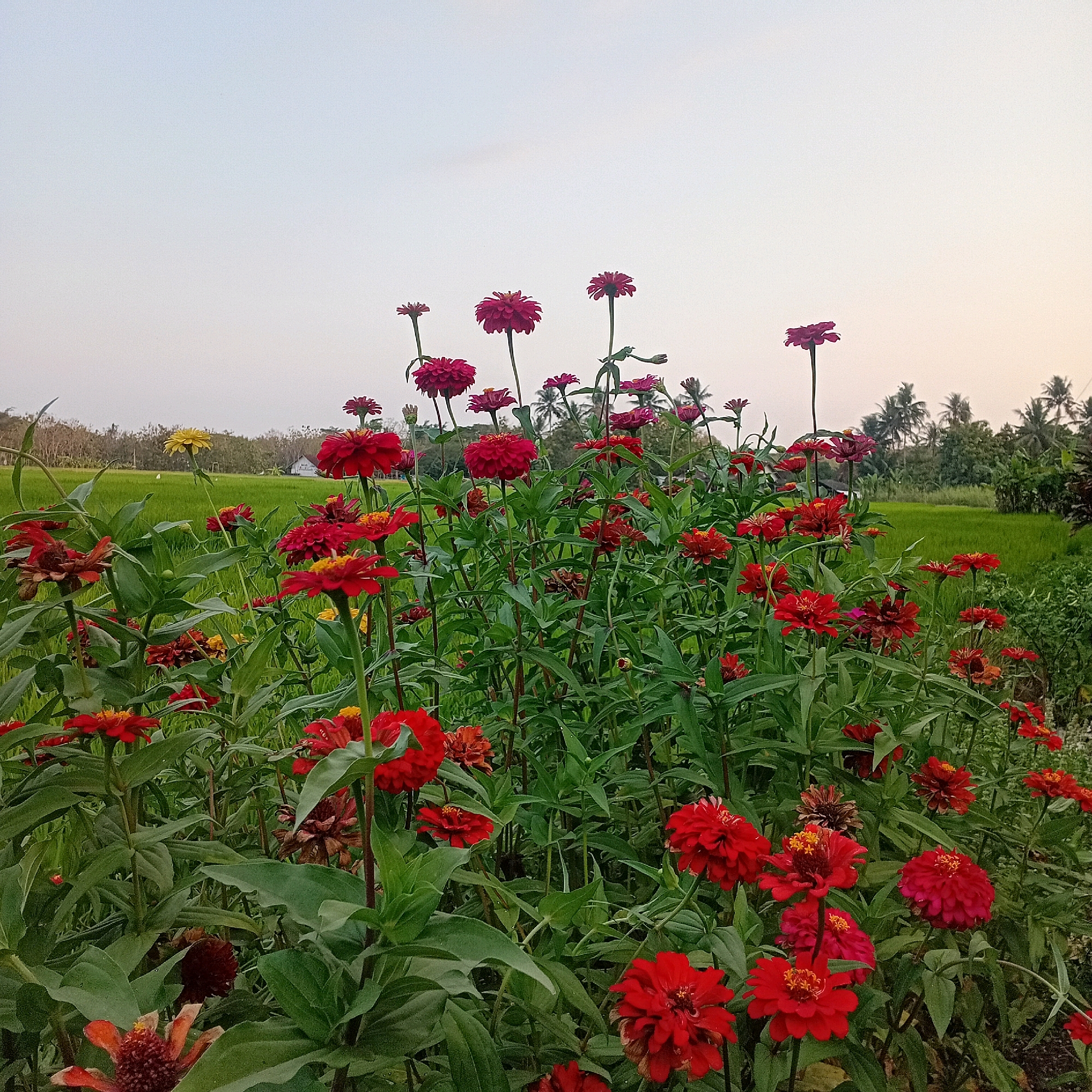 This image depicts a vibrant field of red and pink zinnias, with a single yellow zinnia bloom standing out amongst them. The flowers are in full bloom, their petals creating a rich tapestry of color against the lush green backdrop of a rice paddy field. In the distance, a small building with a dark roof is visible, nestled among trees and the verdant expanse of the rice fields. The sky above is a soft, pale blue, indicating it may be early morning or late afternoon. The overall scene is one of natural beauty and tranquility, characteristic of a rural setting. The location is identified as Sumberarum, Indonesia.