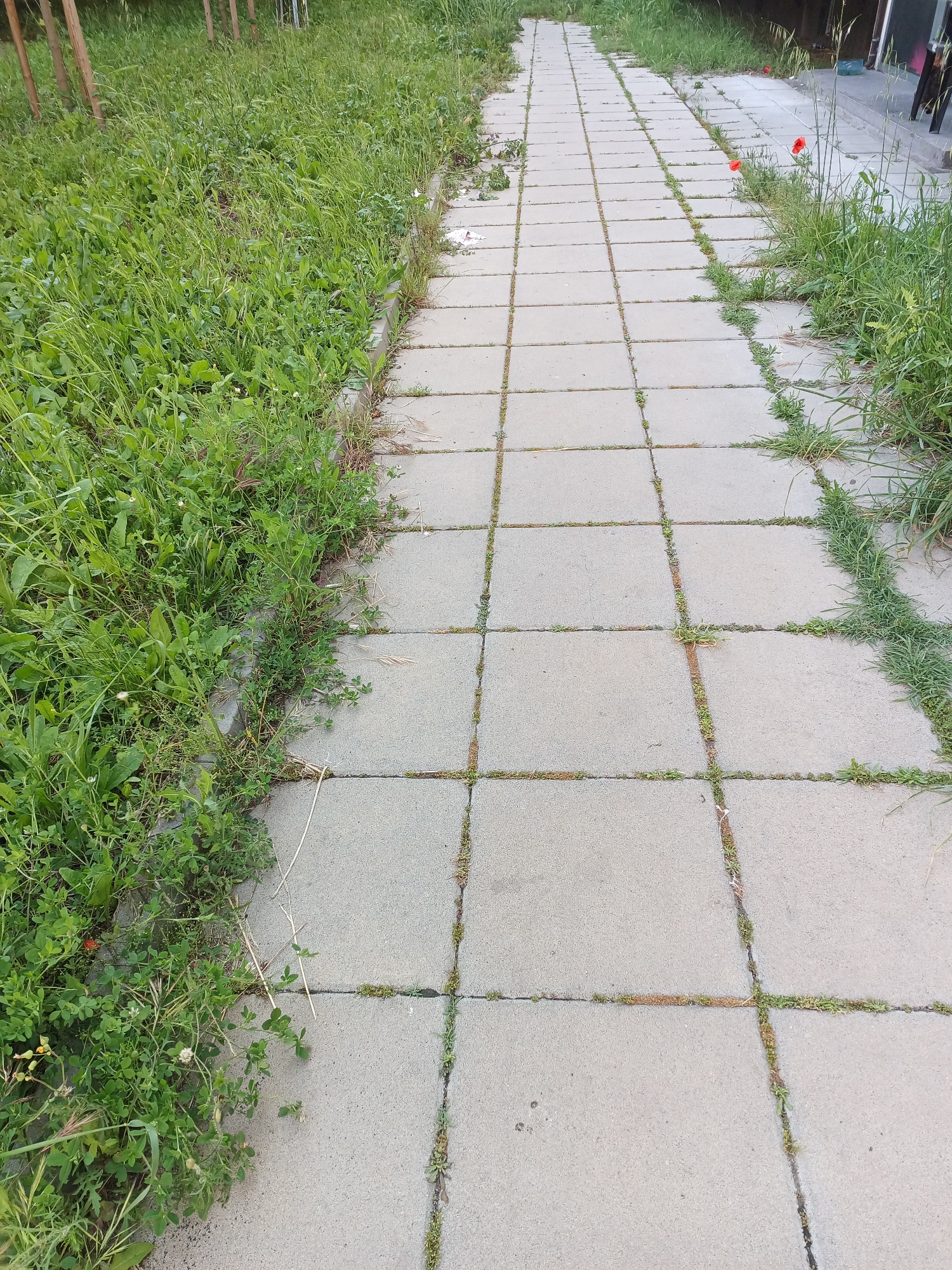 This image, captured in Burgas, Bulgaria, presents a ground-level view of a straight pathway constructed from light grey, rectangular concrete paving slabs. The path is bordered on both sides by significant growth of green vegetation, including various grasses and broadleaf weeds, which also protrudes through the gaps between the individual paving slabs.
On the left side of the pathway, a wide expanse of overgrown green foliage is present, containing small white clover blossoms among the dense growth. In the background on this side, several thin, upright wooden stakes or supports are partially visible amidst the tall grass.
On the right side of the pathway, a narrower strip of similar green vegetation precedes a dark building facade or structure. Two distinct red poppy flowers are observable amidst the greenery on this side, positioned roughly in the mid-ground. Further along the right edge, indistinct dark objects, possibly outdoor seating or furniture, are visible against the building. Small pieces of dry organic debris are scattered along the edges and on the path itself. The scene is illuminated by natural daylight.