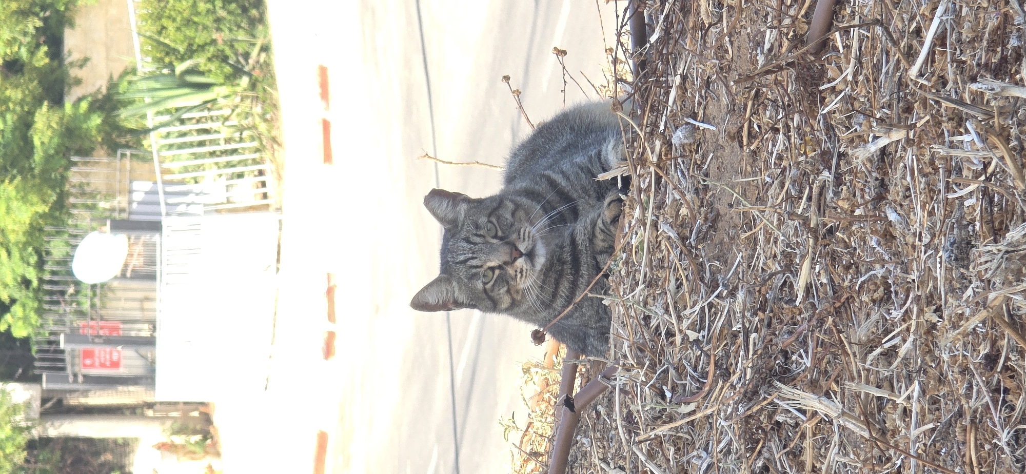 A tabby cat is lying down on a patch of dry vegetation and dirt, its head resting on its paws. The cat has a striped pattern on its fur and green eyes. In the background, a road with orange parking lines is visible, and beyond that, a white fence, trees, and a building with a satellite dish. The scene appears to be outdoors, possibly in a residential or urban area in Bat Yam, Israel.