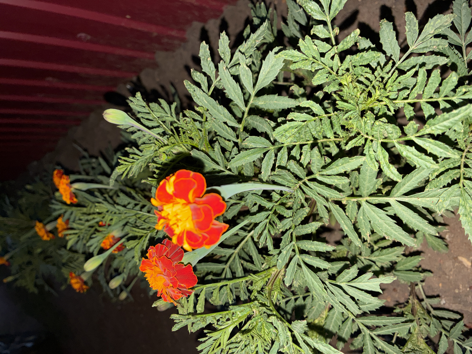 The image shows a close-up view of marigold plants with vibrant orange and yellow flowers. The flowers are in full bloom, and some buds are also visible. The leaves are green and feathery. The plants are growing outdoors in what appears to be a garden bed. In the background, a dark red fence can be seen. The lighting suggests it might be evening or nighttime. There are no people or animals present in the image. The scene is a botanical observation, likely in a residential or public garden setting within Totskoye, Russia.