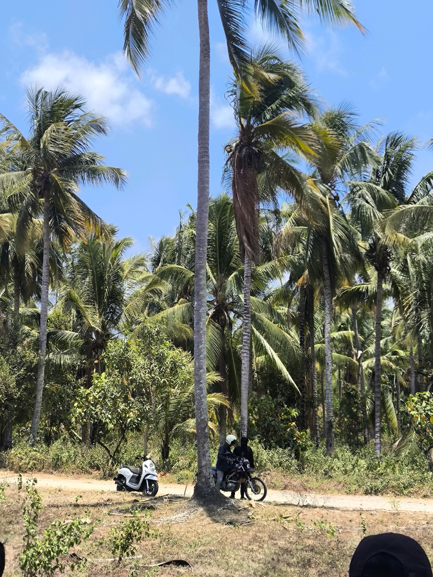 Two individuals are seen with a motorcycle on a dirt road in a tropical environment, surrounded by numerous palm trees and dense green foliage. One person, wearing a white helmet and a dark shirt, is seated on the motorcycle. The other person, wearing a dark outfit and a dark helmet, stands next to the motorcycle. To the left of this scene, a white scooter is parked on the same dirt road. The ground is covered with dry grass and scattered fallen palm fronds. The sky is a clear blue with a few wispy white clouds. The scene appears to be located in the area of Modelomo, Indonesia, given the distinctive tropical vegetation.