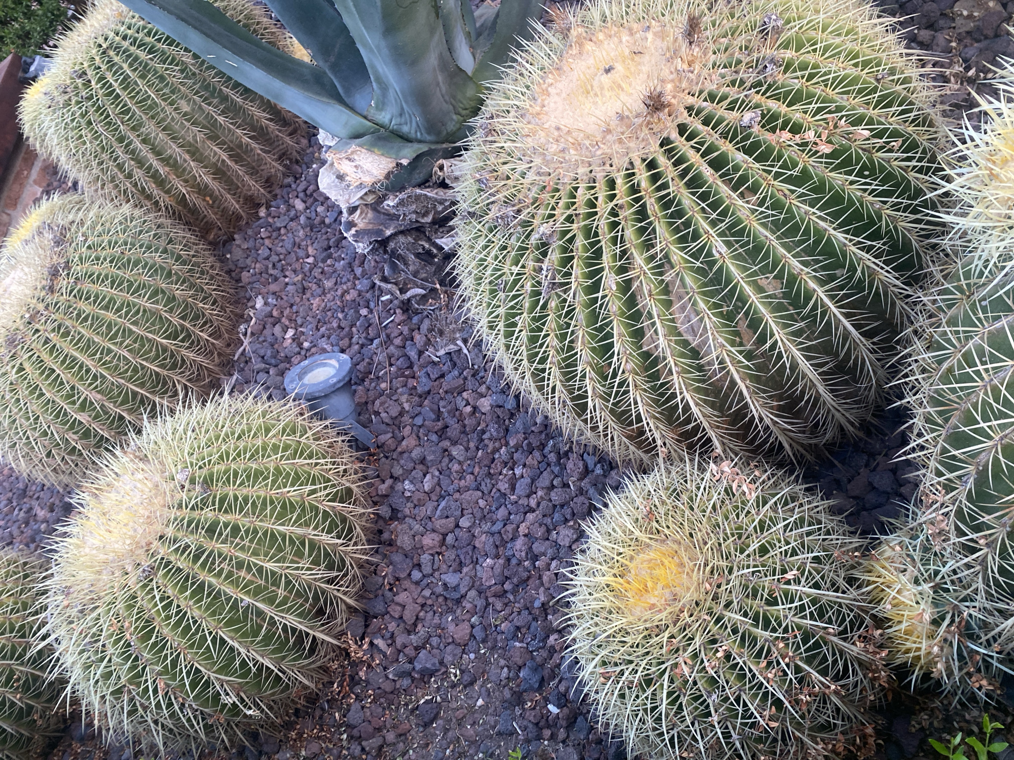 The image displays a cluster of barrel cacti in a garden setting, with a prominent agave plant in the background. The cacti are spherical and covered in sharp, yellow spines. Some of the cacti have a lighter, fuzzy crown at the top, likely where new growth or flowers emerge. The ground around the cacti is covered in dark, purplish-brown gravel and small rocks, suggesting a dry, arid environment. A small, grey, cylindrical object, possibly a light fixture or a sensor, is visible nestled among the gravel. The lighting suggests it is daytime, and the overall scene conveys a sense of a well-maintained botanical garden or a xeriscaped outdoor area. The plants appear healthy and well-established, indicative of a suitable climate for succulents. The image provides a close-up view of the textures and forms of the cacti, highlighting their natural defense mechanisms and unique shapes. The environment appears to be outdoors, in a location that can support such desert-like flora, consistent with a Mediterranean climate such as that found in Estepona, Spain.