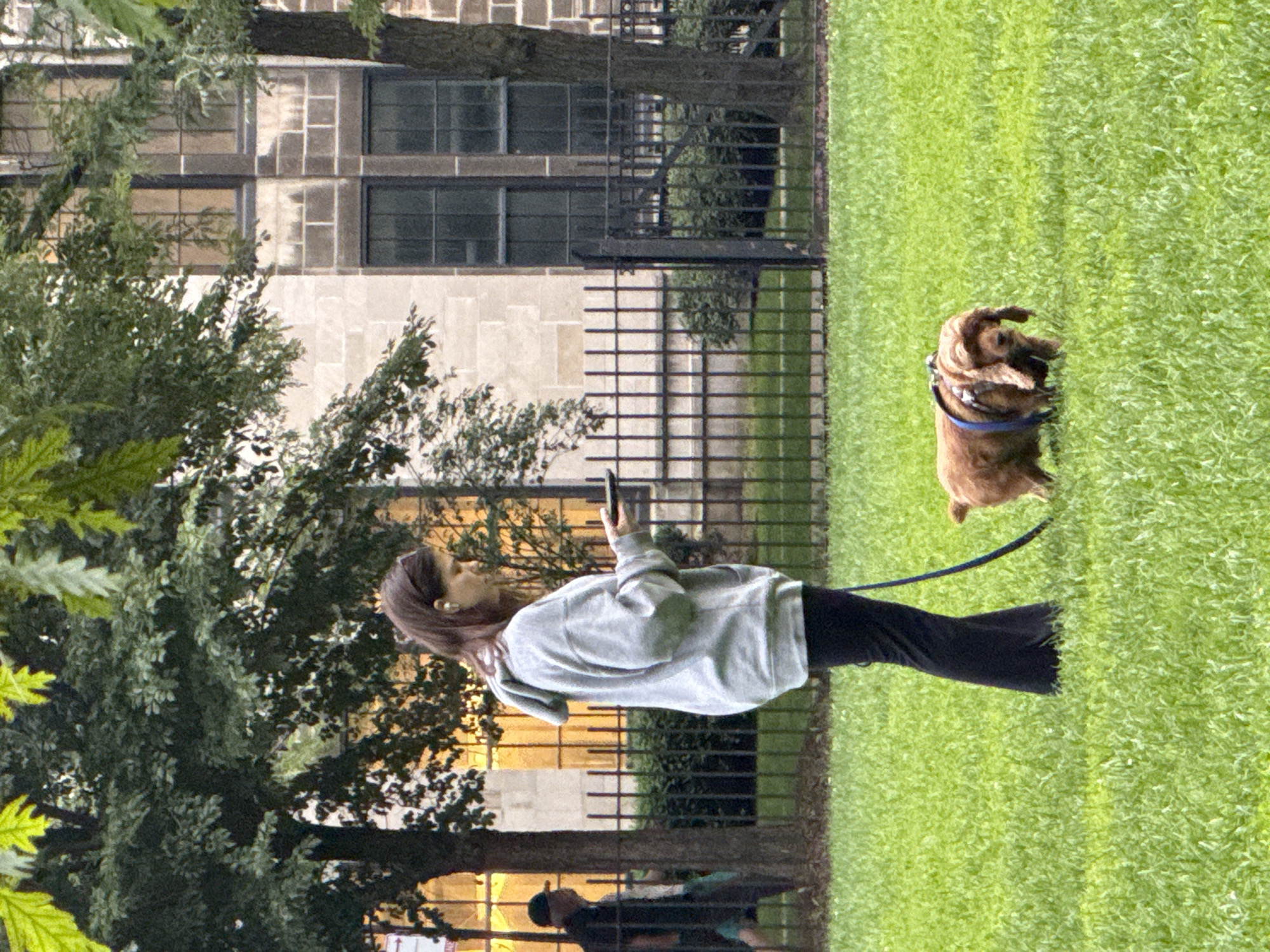 A woman stands on a grassy lawn, holding a smartphone, while a brown dog on a leash stands in front of her. The woman is wearing a gray hooded sweatshirt and black pants. The dog is wearing a blue harness. Behind them, a black metal fence separates the lawn from a row of bushes and trees. In the background, a building with stone and brick construction and large windows is visible. The scene appears to be in Chicago, Illinois, United States of America.