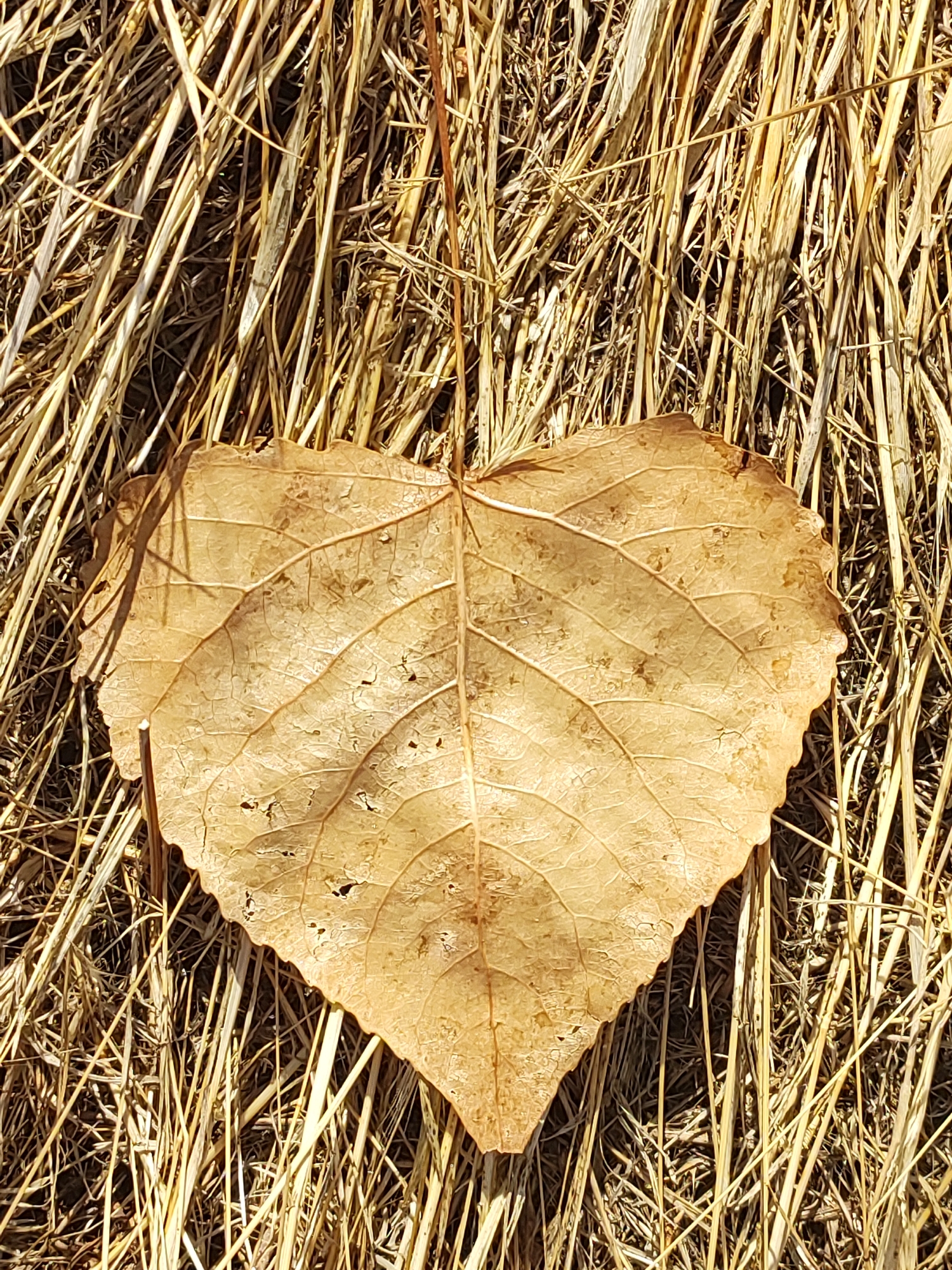 A single, dry, heart-shaped leaf lies on a bed of golden-brown dried grass. The leaf is light brown with visible veins and some small holes. The dried grass is densely packed and appears to be straw-like. The lighting suggests it is daytime, with shadows cast by the leaf and some taller grass stems. The scene is devoid of any human presence or activity. The location is not specified as being in Traspinedo, Spain.