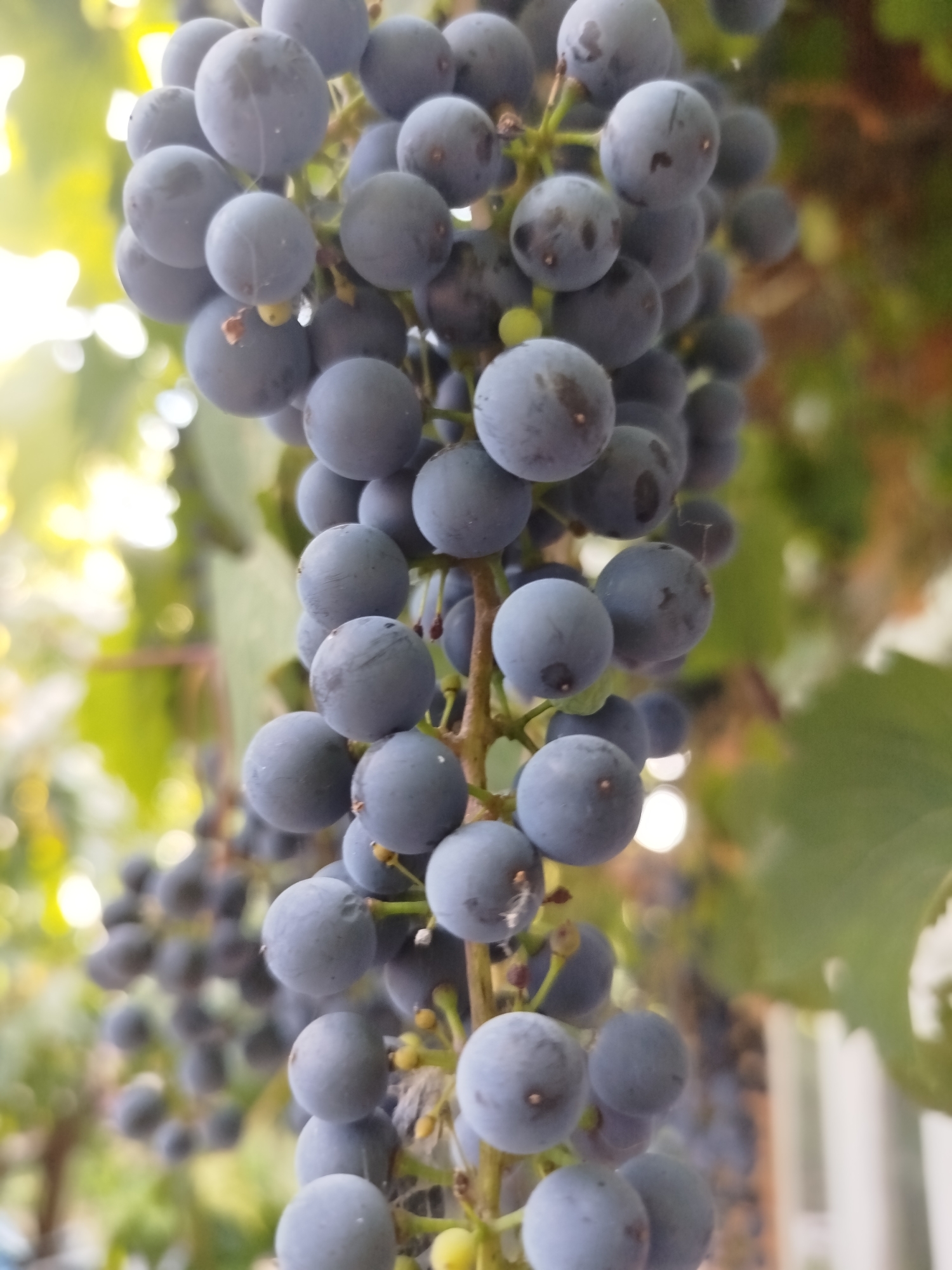 A close-up, vertical shot captures a hanging bunch of dark purple grapes with a shallow depth of field. The grapes are round and plump, with a light dusting on their surfaces. Some grapes have small brown blemishes. The stems holding the grapes are visible, as are a few small yellow buds. The background is softly blurred, showing green foliage and bright, out-of-focus lights, suggesting an outdoor setting with sunlight. The image does not contain any people or specific urban features that would allow for identification of a location within the city of Zastavna, Ukraine.