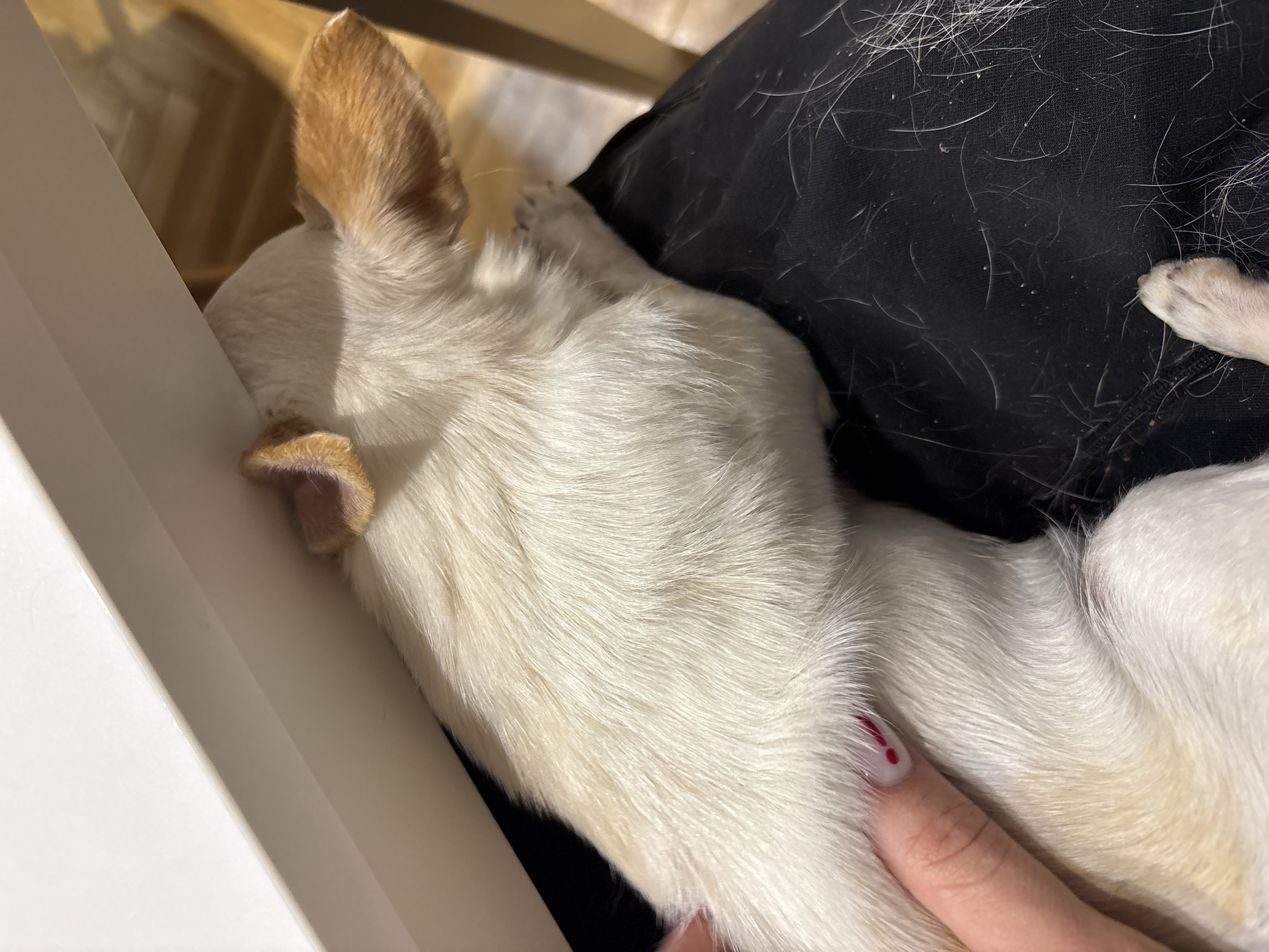 A close-up photograph shows a small, light-colored dog resting, possibly sleeping, on a person's lap. The dog is positioned with its head resting against a white object, which may be part of a chair or table. The dog has light fur, with brown coloring on its ears. The person's black pants are visible beneath the dog, and there are several strands of white dog hair scattered on the pants. A hand with painted nails is gently touching the dog. The setting is indoors, and the lighting appears to be warm. There is no evidence of the location being in Kragujevac, Serbia.