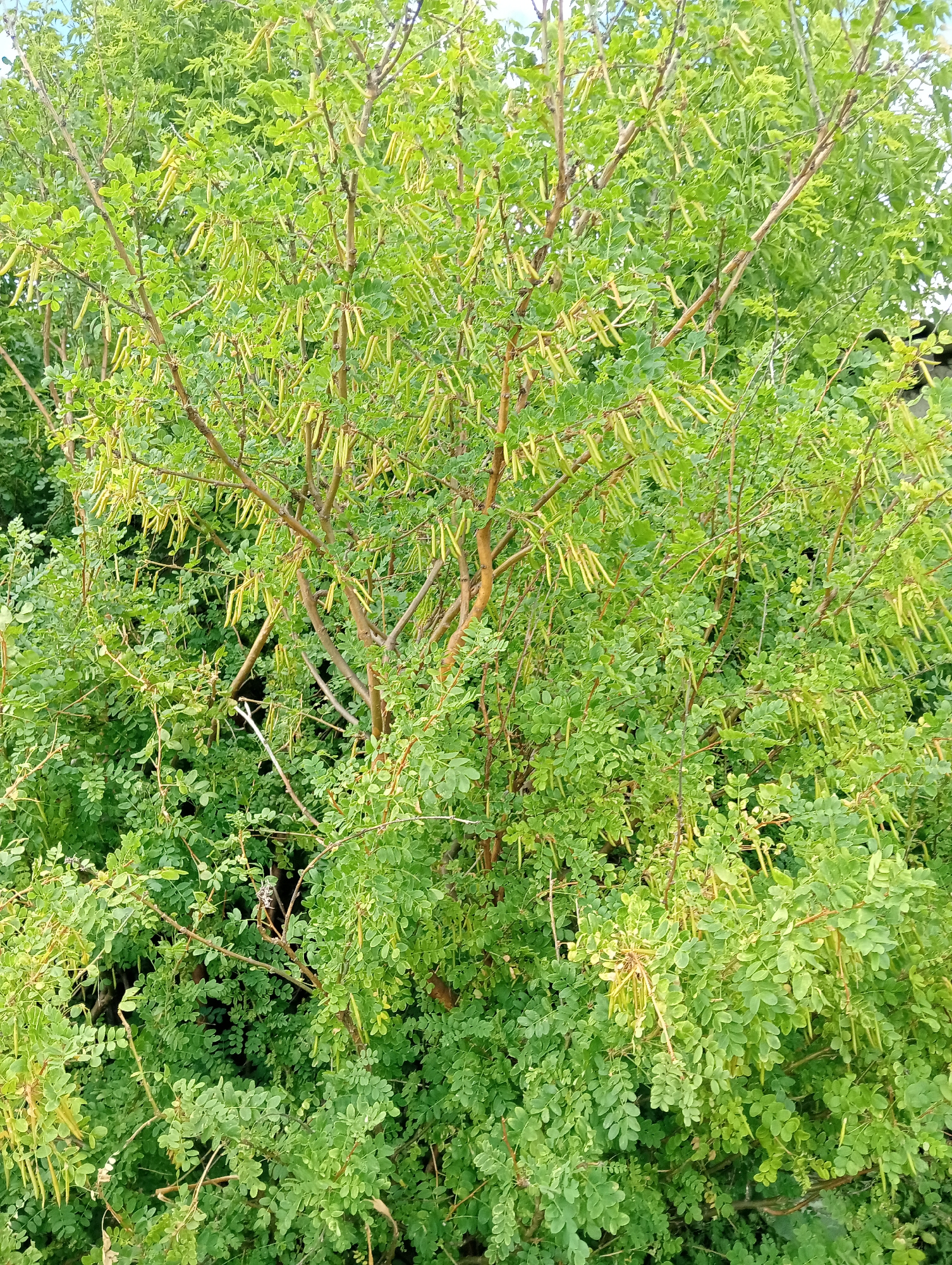 This is a medium-shot, eye-level, vertical, natural light photograph of a dense, leafy tree with numerous hanging pods. The tree is primarily green with some brown branches visible. The leaves are small and compound, clustered along the branches. The pods are elongated and yellowish-green, appearing to be ripe or nearing ripeness. They are hanging in clusters or individually from the branches. The background is filled with more foliage, suggesting a natural setting within a densely vegetated area. The sky is visible at the top of the image, appearing light blue and slightly overcast. The overall impression is of a healthy, mature tree laden with developing fruit.