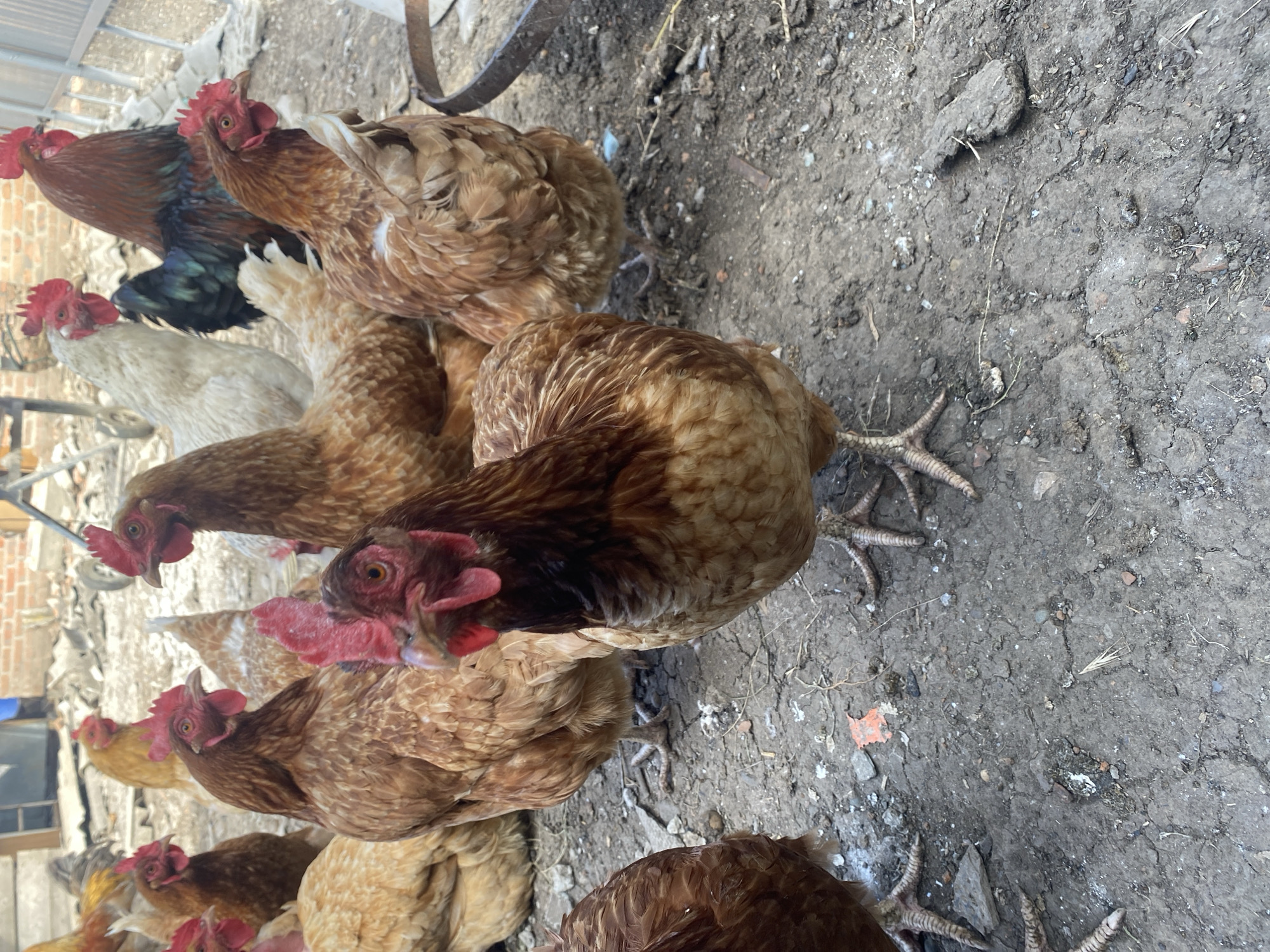 This image depicts a flock of chickens in an outdoor, possibly rural, environment. The chickens are primarily brown and white, with some exhibiting darker plumage. They are standing on a dry, cracked dirt ground with scattered debris, including small rocks and pieces of orange material. In the background, a brick wall and some agricultural equipment, possibly a wheelbarrow and a fence, are visible. The lighting suggests it is daytime. The setting does not contain any identifiable elements that would place it specifically in Kisliakovskaya, Russia.