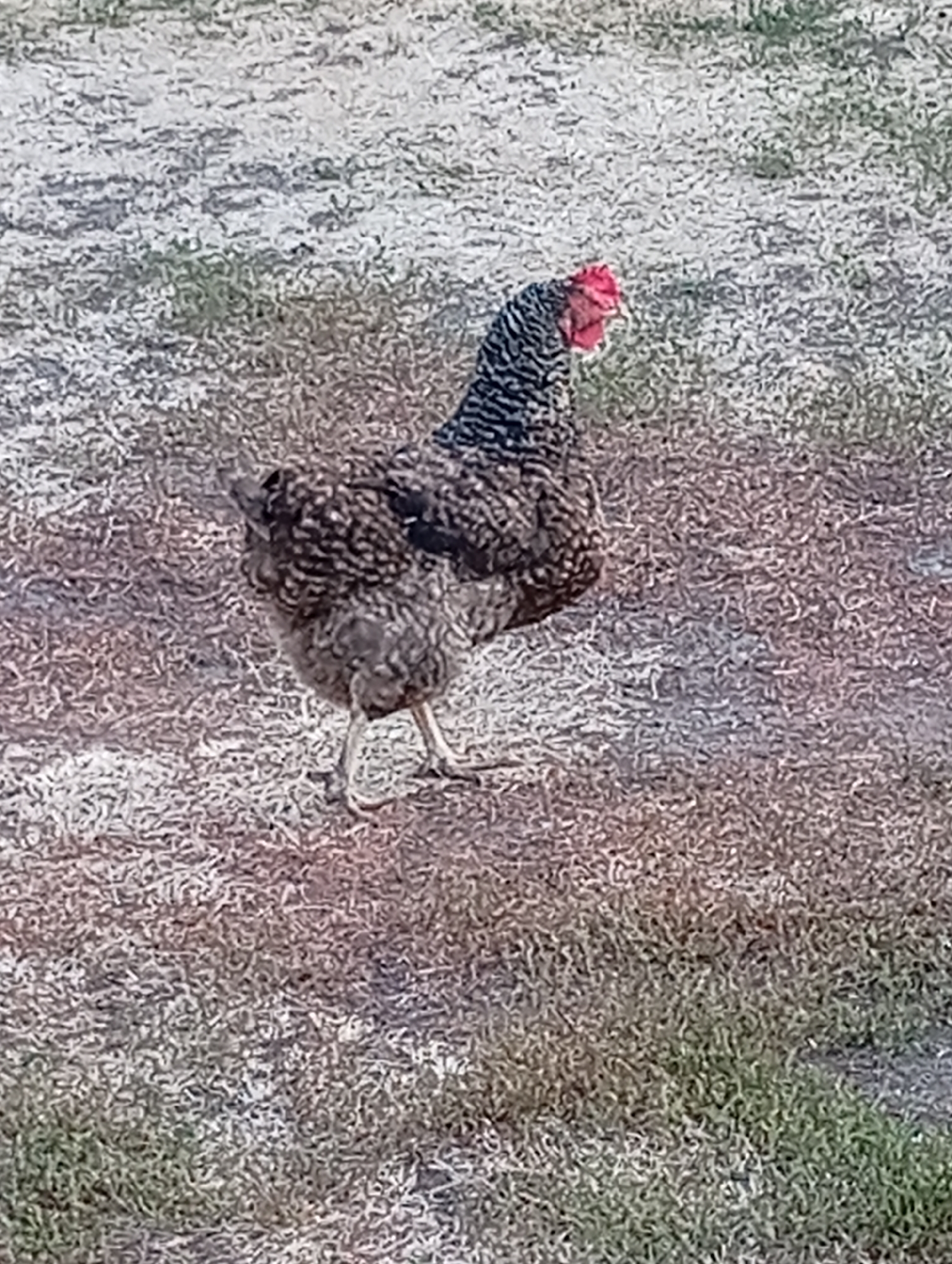 A barred hen stands on dry, patchy ground in a low-angle, full shot. The hen is facing left, with its head turned slightly to the right, showing a red comb. The hen's plumage is a mix of black and white barring, with some brown speckling on its lower body. Its legs and feet are light-colored. The ground is a mixture of dry grass, dirt, and some scattered dead leaves or straw. The background is out of focus and appears to be more of the same dry ground. The lighting suggests a sunny day.