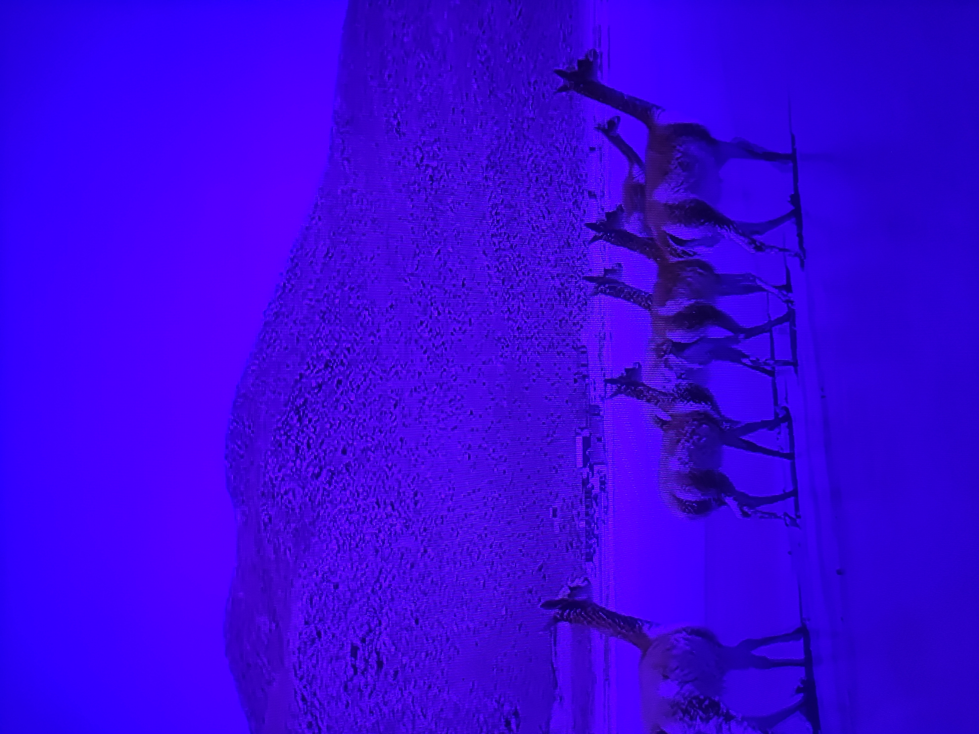 The image shows a vertical row of taxidermied birds displayed in a space with an intense blue light. The birds are mounted on a vertical white wall. To the left, there is a textured surface. The location is possibly in Pavlodar, Kazakhstan, though there are no objects or details that would enable this identification.