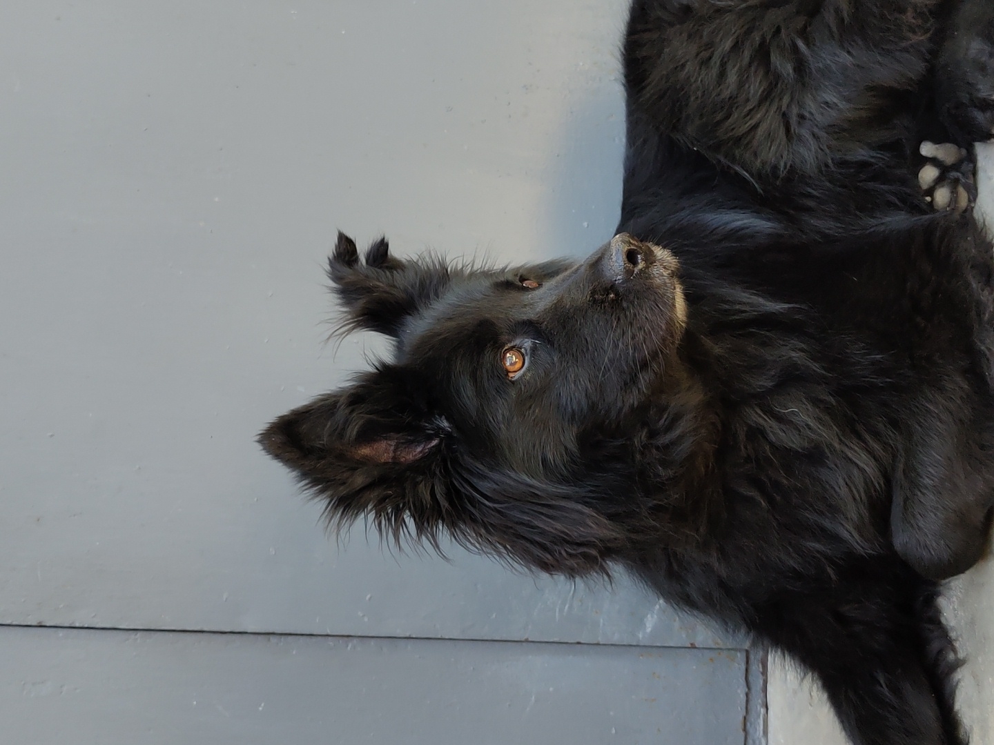 A black, medium-sized dog is lying down on a gray, horizontal surface. The dog's head is angled upward with its right eye visible. The dog has long, dark fur. Its paws are visible. The location is Unknown, Unknown.