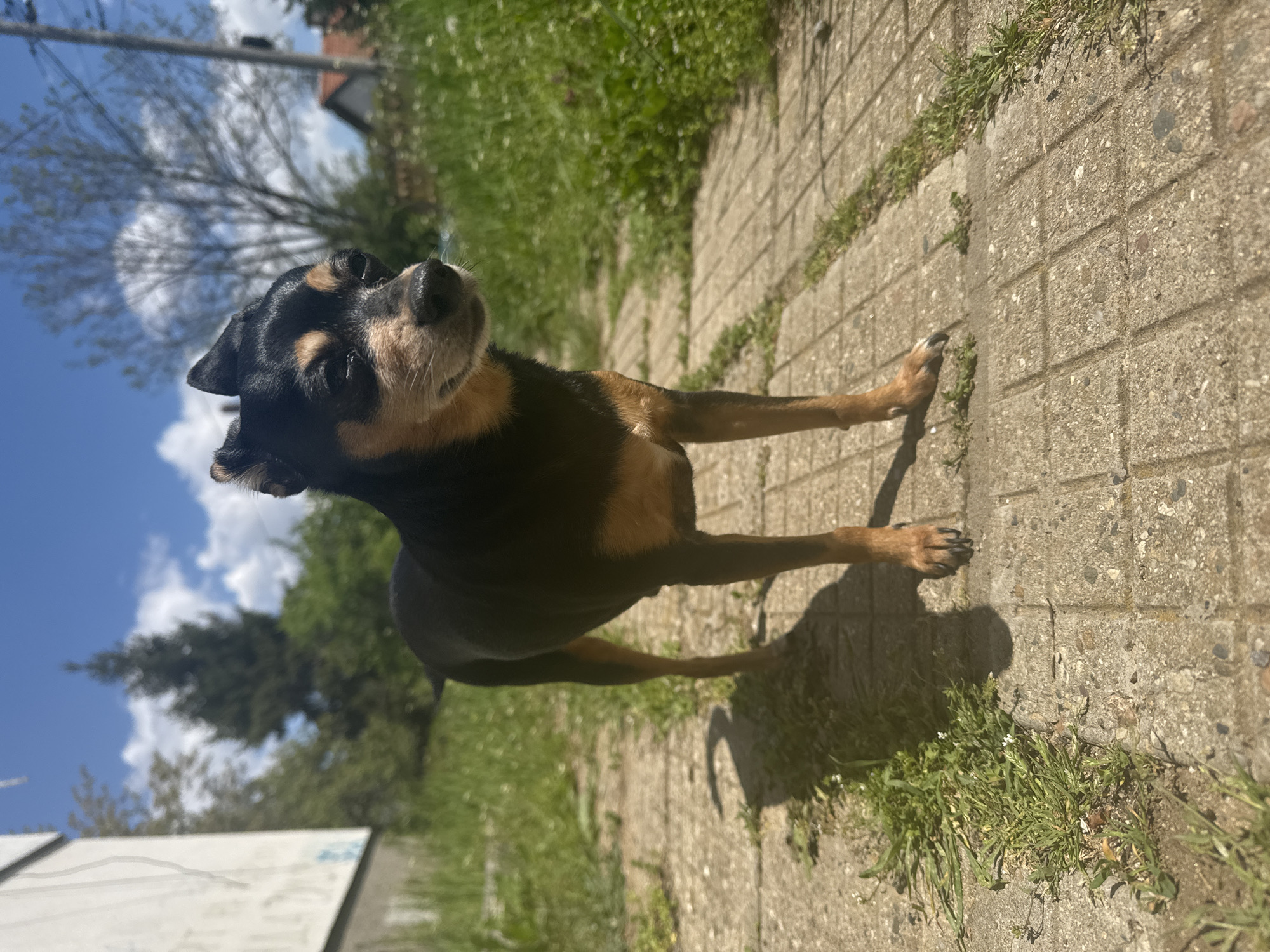 A medium-sized, short-haired, black and tan dog stands on a concrete block pathway. The dog is facing towards the viewer and looking up. The environment includes green grass and foliage on either side of the pathway. The background includes a blue sky with some clouds and trees. Based on visual clues and likely location, the image might have been taken in a park or residential area, potentially in Sofia, Bulgaria, given the request's context. Additional information would be required to confirm that detail.