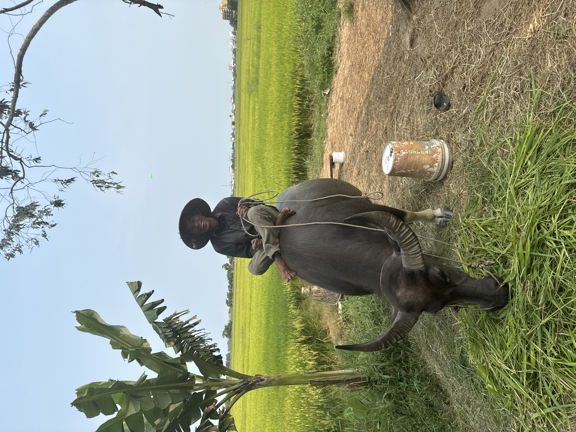 This media file captures a serene, traditional rural scene in what appears to be Hội An Ward, Vietnam. The central subjects are a person and a water buffalo. A smiling individual, likely a man, wears a traditional conical hat (nón lá) and dark clothing, sitting barefoot and casually atop a large, dark gray water buffalo. He holds a rope that extends from the buffalo's head. The buffalo itself appears calm, featuring prominent, curved horns.
The setting is characterized by vast, vibrant green rice paddies stretching into the distance under a clear, bright blue sky, indicating a sunny day. In the foreground, particularly on the right side, there is a patch of dry, yellowish-brown grass and dirt, possibly a path or field edge. On this ground, a weathered, light-colored plastic bucket with some faded, indistinct text and a logo is visible, along with a dark, single shoe or sandal. To the far left, a sparse-leaved tree branch curves across the upper part of the frame, while large, broad banana leaves fill the lower left corner, further emphasizing a tropical agricultural environment. The overall atmosphere is peaceful, depicting a common sight in the region's rural life, possibly a moment of rest from work or a gentle journey through the fields.