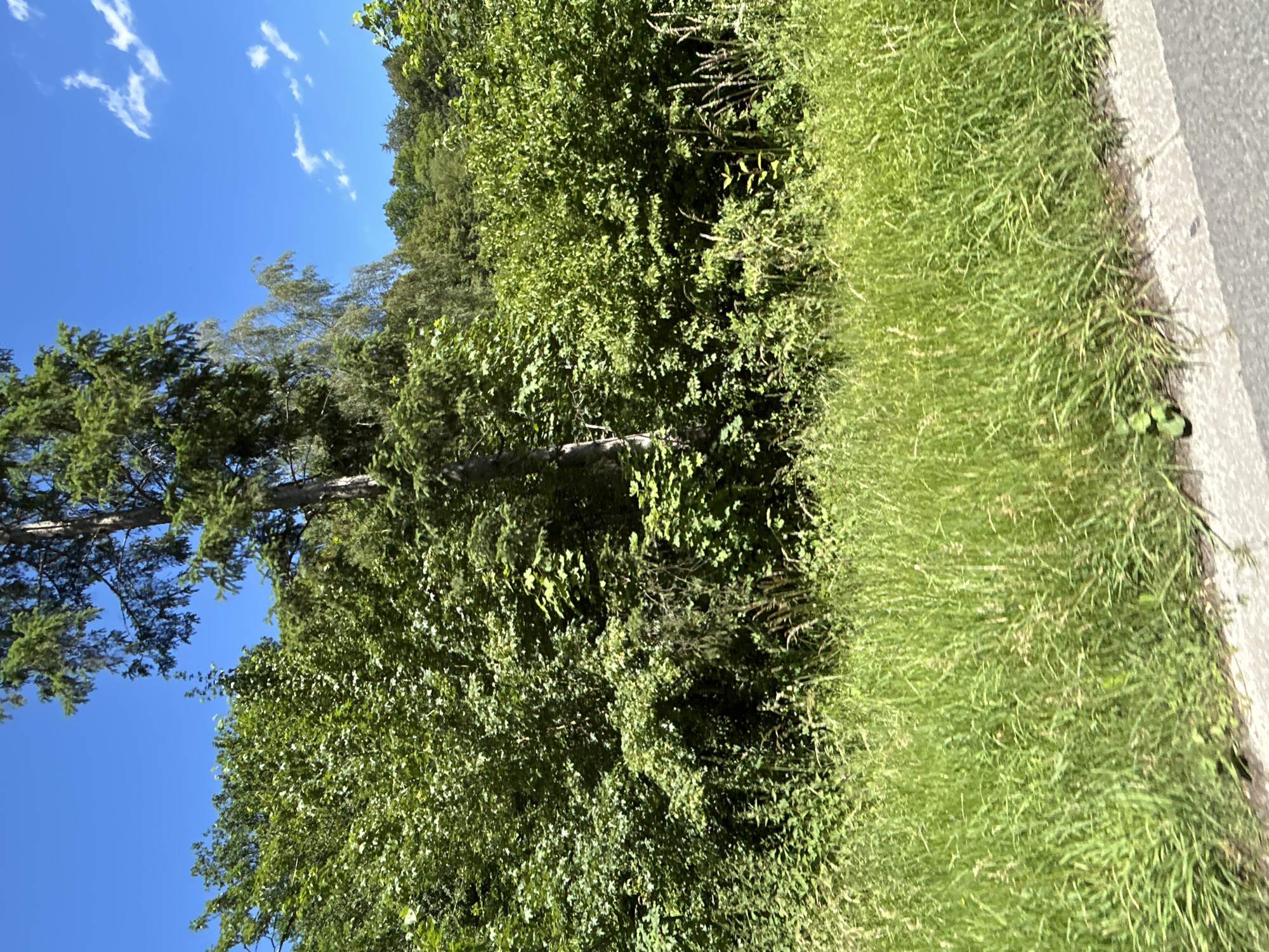 The image depicts a sunlit outdoor scene dominated by lush green vegetation under a bright blue sky with scattered white clouds. In the foreground, a dense expanse of tall, green grass lines the edge of what appears to be a road or pathway, with the edge of the road partially visible at the bottom right. Behind the grass, a thick wall of trees and bushes forms the midground and background. The foliage is varied, with different shades of green indicating a mix of tree and shrub species. A tall, slender tree with dark bark and evergreen needles stands prominently on the left side of the composition, reaching towards the sky. A lighter colored tree, possibly a birch, is visible further back and to the right of the tall tree. The overall impression is one of a vibrant natural landscape, likely in a rural or semi-rural area. This scene is consistent with the rural environment of Reichshof, Germany, characterized by extensive forests and green spaces. There are no people or animals visible in the image.