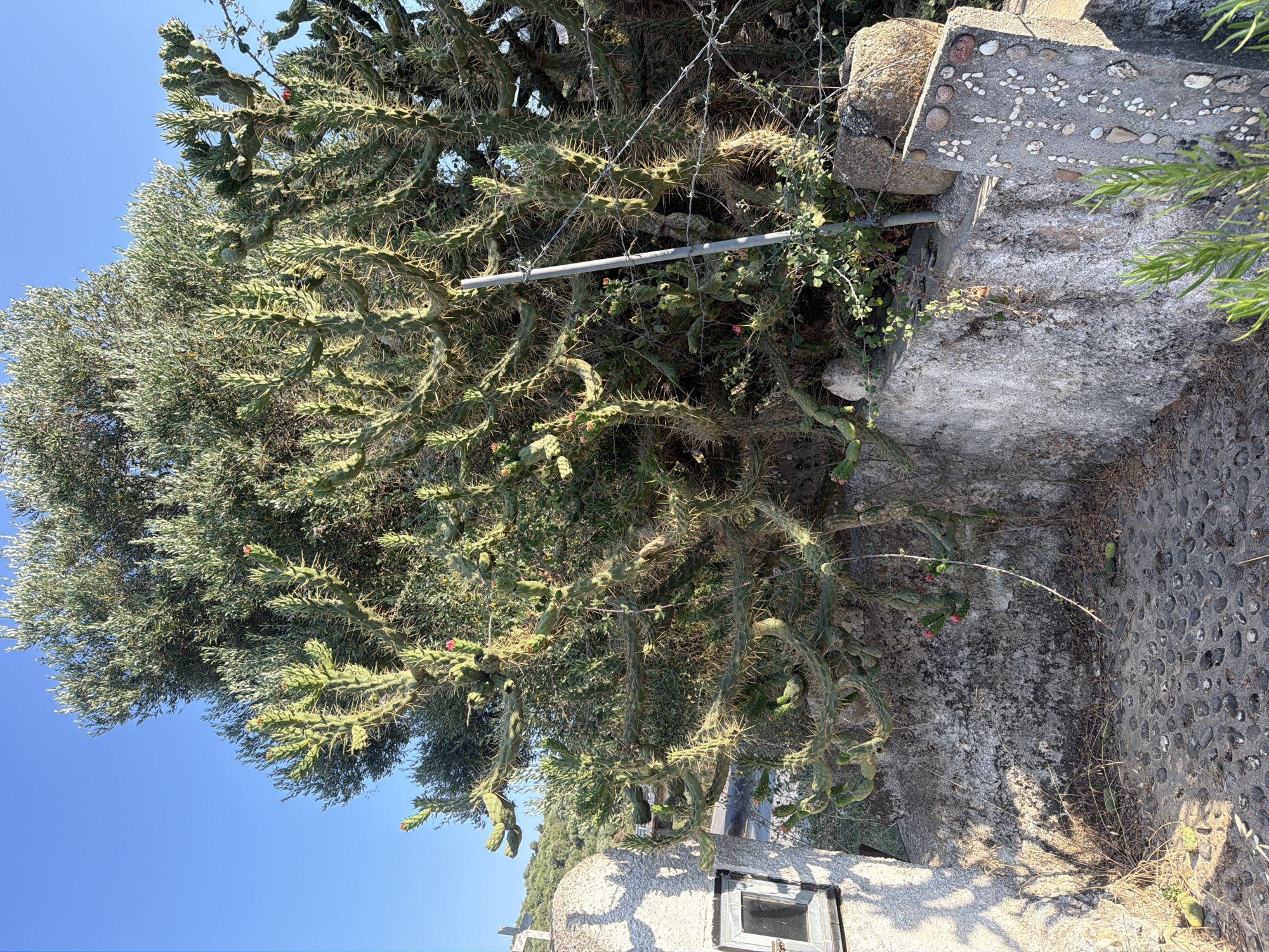The image displays a vibrant outdoor scene, likely in Chambatha, Greece, characterized by the bright, clear blue sky suggesting a sunny day. The primary subjects are a large, sprawling cholla cactus, its segmented branches covered in sharp spines, and an olive tree with its silvery-green foliage. These plants are positioned next to a textured stone wall and a paved area made of small, dark pebbles embedded in concrete.
The cholla cactus, with its distinctive cylindrical stems and prominent thorns, dominates the foreground and midground, its branches twisting and reaching outwards. Small pink blossoms are visible on some of the cactus segments, adding a touch of color to the arid landscape. The olive tree, to the left of the cactus, provides a softer, greener contrast with its dense canopy of leaves.
The setting appears to be a somewhat rustic outdoor area, possibly a garden or a walkway, given the presence of the stone wall and the pebbled pavement. A portion of a building with a small, dark-paned window is visible at the bottom of the image, suggesting a residential or utilitarian structure. A metal bar, possibly part of a fence or support structure, runs horizontally across the cactus. The overall impression is one of a warm, dry climate, typical of Mediterranean locations. There is no discernible text in the image.