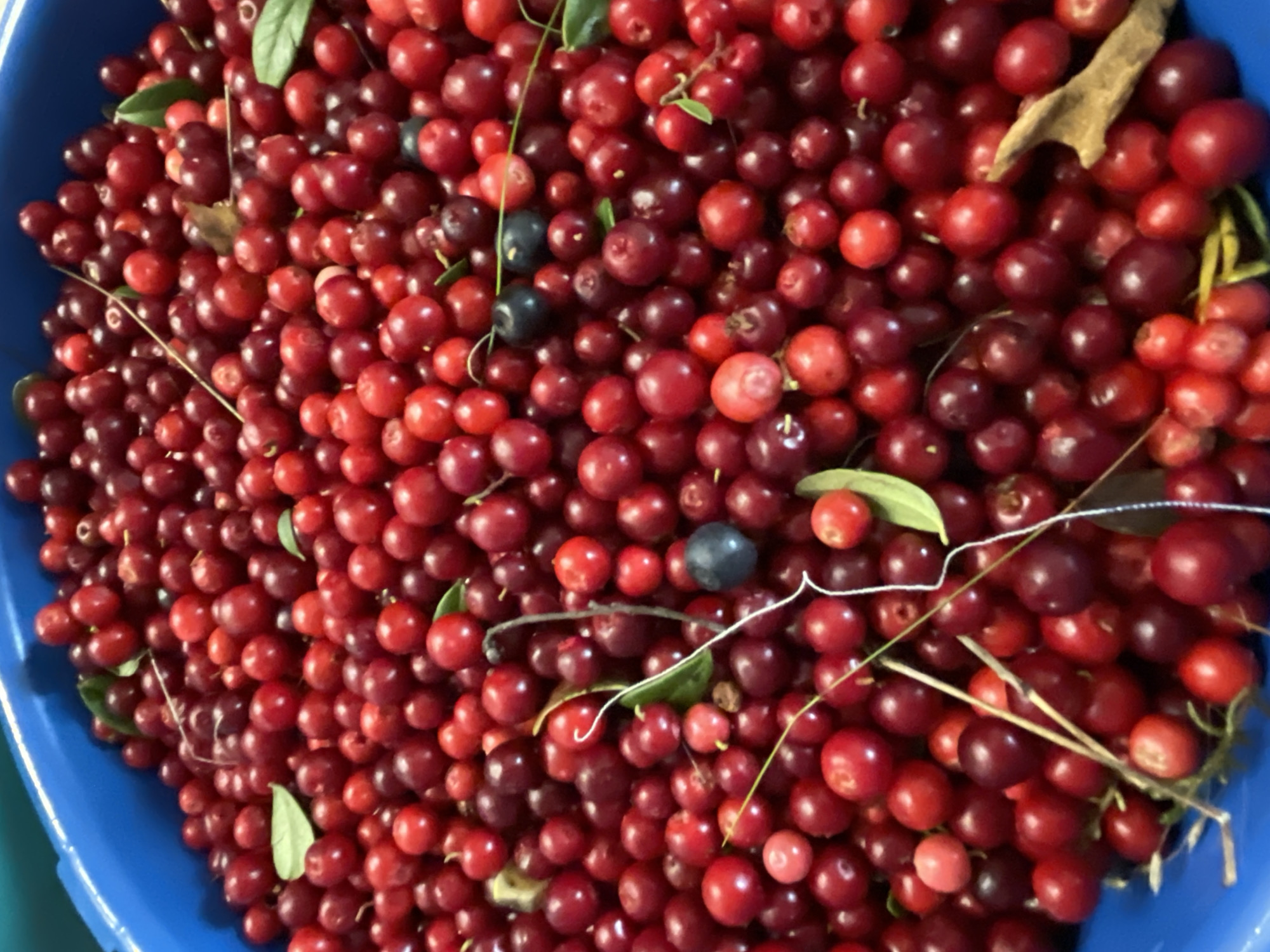A high-angle, full shot shows a large blue plastic tub overflowing with ripe lingonberries. The berries are predominantly a deep red, with some appearing slightly darker or having a purplish hue. Scattered amongst the lingonberries are a few dark blue blueberries and small green leaves. The tub is filled to the brim, with berries spilling over the edge in some areas. A few thin, dry stems and a small piece of dried wood are also visible amongst the fruit. The background is a solid, deep blue, consistent with the color of the tub. The image appears to have been taken indoors or in a shaded area, given the lighting. No people or specific city landmarks are visible. The overall impression is one of abundance and a recent harvest of wild berries.