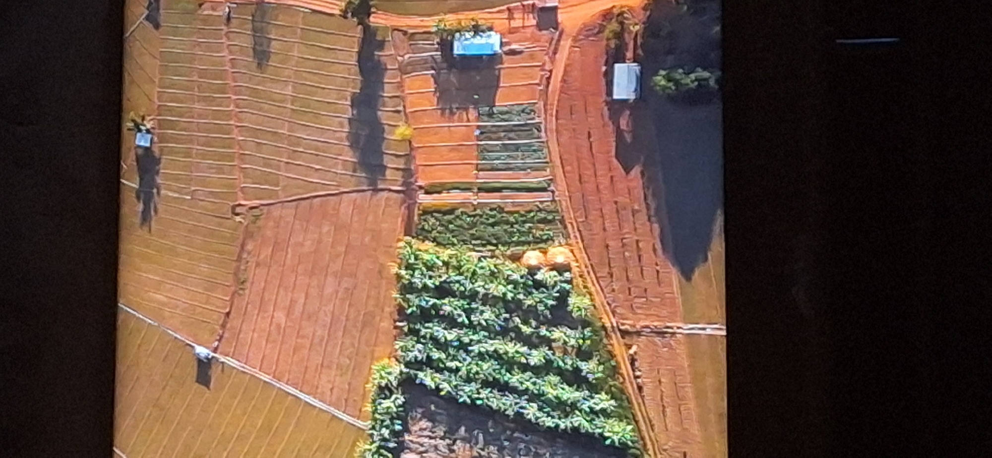 An aerial view shows agricultural fields with distinct patterns of cultivation. One section features a dense, green crop, possibly bananas, with lush, broad leaves arranged in rows. Adjacent to this are fields of lighter-colored, tilled soil, divided into narrow, parallel strips, some appearing to be recently cultivated. Further away, larger sections of land exhibit a similar striped pattern, suggesting crops like grains or vegetables. The overall landscape is characterized by a mosaic of agricultural land use, with a mix of green vegetation and brown soil. The image does not contain any identifiable landmarks or structures that would place it specifically in Bila Tserkva, Ukraine.