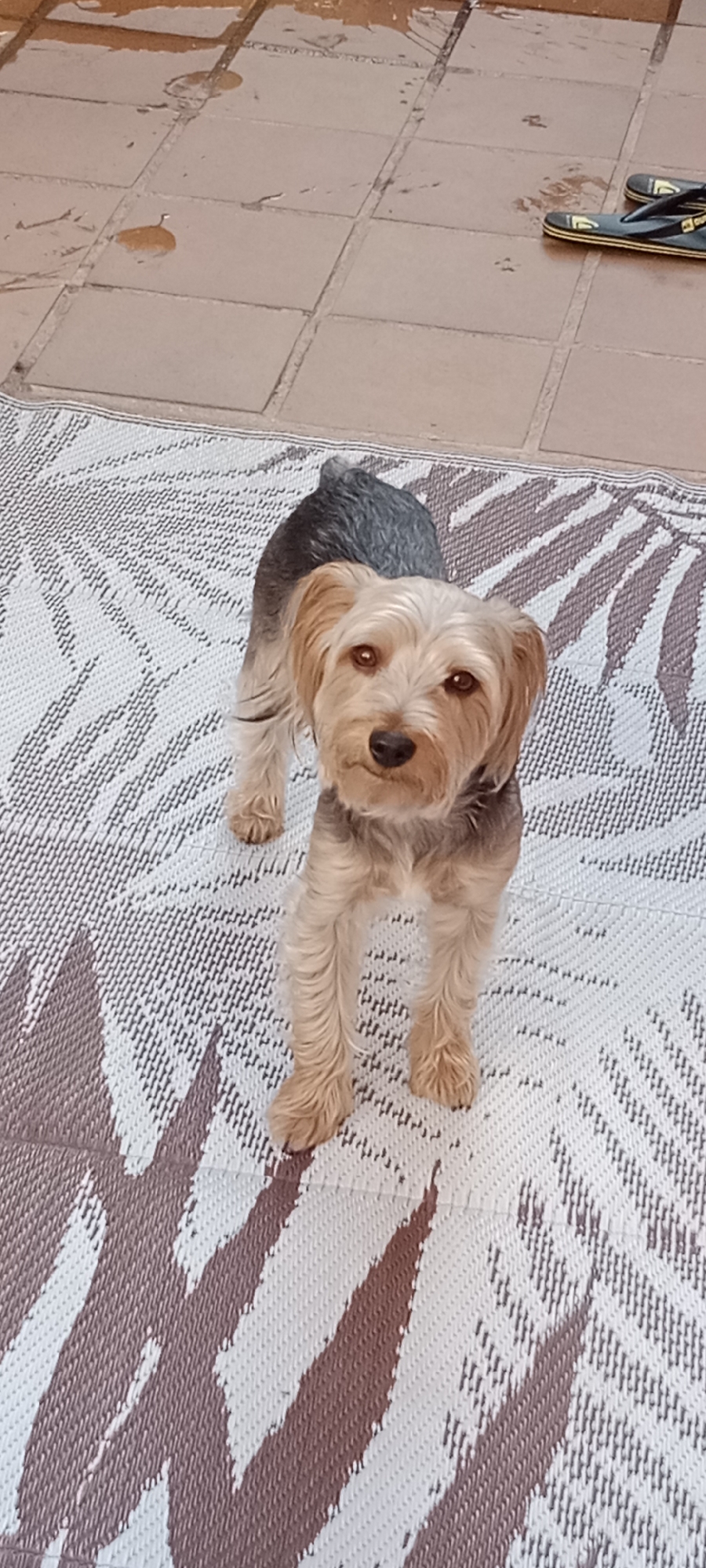 An adult Yorkshire Terrier stands on a patterned rug outdoors. The dog faces the camera with a slight head tilt, its tail raised and pointing to the left. Its fur is a mix of gray, black, and tan. The rug has a geometric pattern with alternating shades of white and brown. Behind the rug, a tiled patio surface is visible, with a pair of black flip-flops with yellow trim lying on it. The lighting suggests it is daytime. The location is described as being in the city of Galapagar, Spain.
