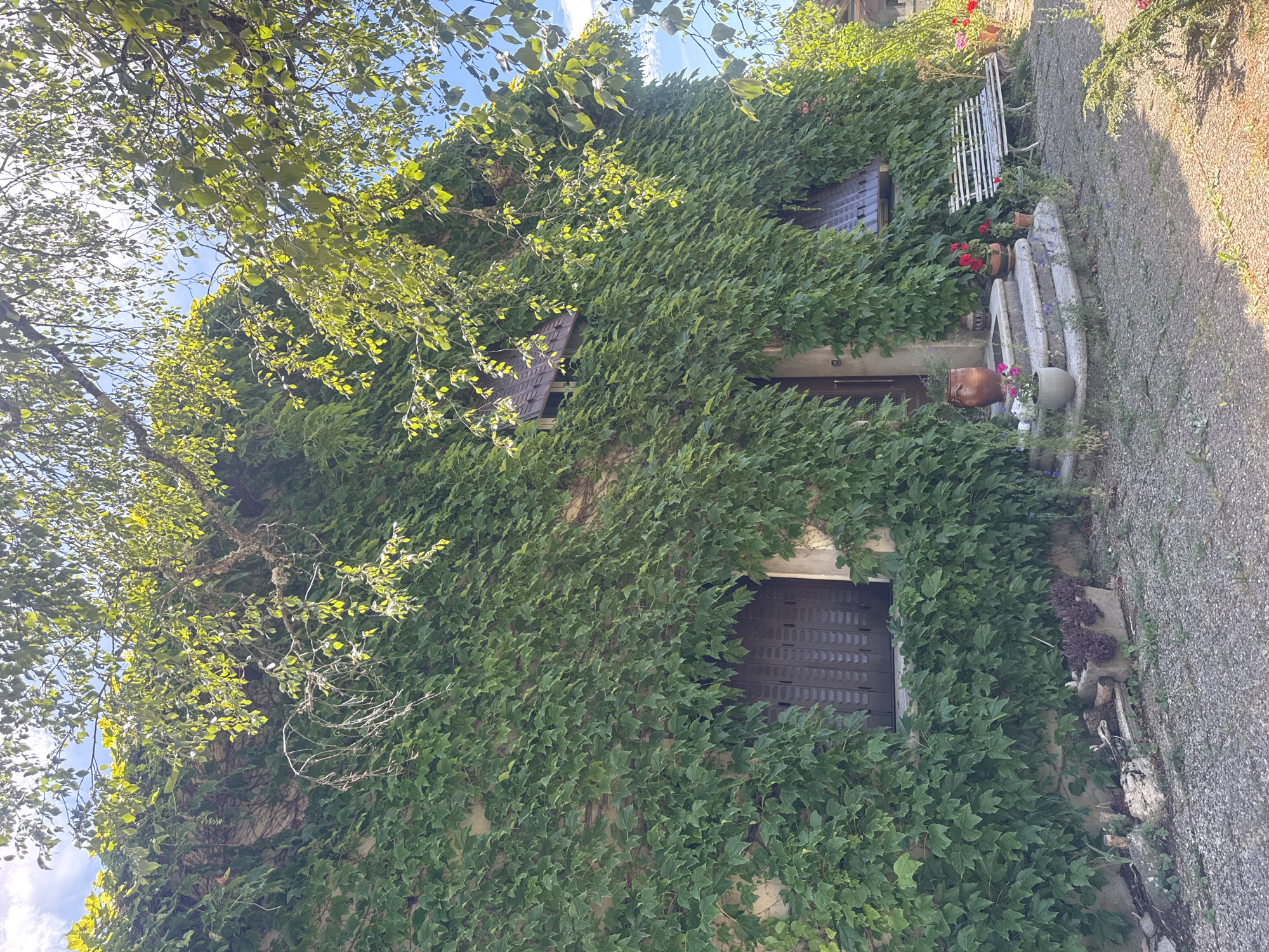 The image depicts a charming, ivy-covered house, likely located in Coteaux du Lizon, France. The house is a multi-story structure, with its facade almost entirely obscured by dense green ivy. Dark wooden shutters are visible on at least two windows. In front of the house, there are stone steps leading up to a doorway. A few potted plants, including one with red flowers, are placed on and around the steps. To the right of the steps, a white metal bench sits in the gravel courtyard. The ground is covered in gravel and scattered with some greenery. Trees with bright green leaves hang over the top of the house, with sunlight filtering through them and onto the scene. The sky above is blue with some white clouds. The overall impression is one of a rustic, tranquil, and somewhat overgrown property.
