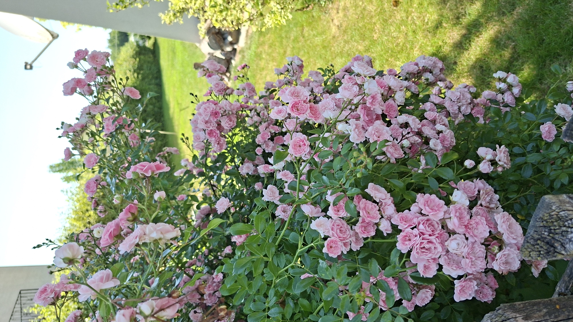 The image depicts a dense bush of pink roses in full bloom, cascading over a weathered wooden fence in the foreground. The roses are small, with multiple layers of delicate petals, ranging in shade from pale to a richer pink. Dark green foliage forms a lush backdrop for the flowers. In the background, a manicured green lawn stretches towards a building with a white facade and a visible satellite dish. The sky is clear and blue. The scene appears to be a garden, likely a private residential area within the city of Enns, Austria, given the architecture and the well-maintained landscaping. There are no people or animals visible in the frame. The lighting suggests it is daytime, with the sun casting soft shadows on the lawn.