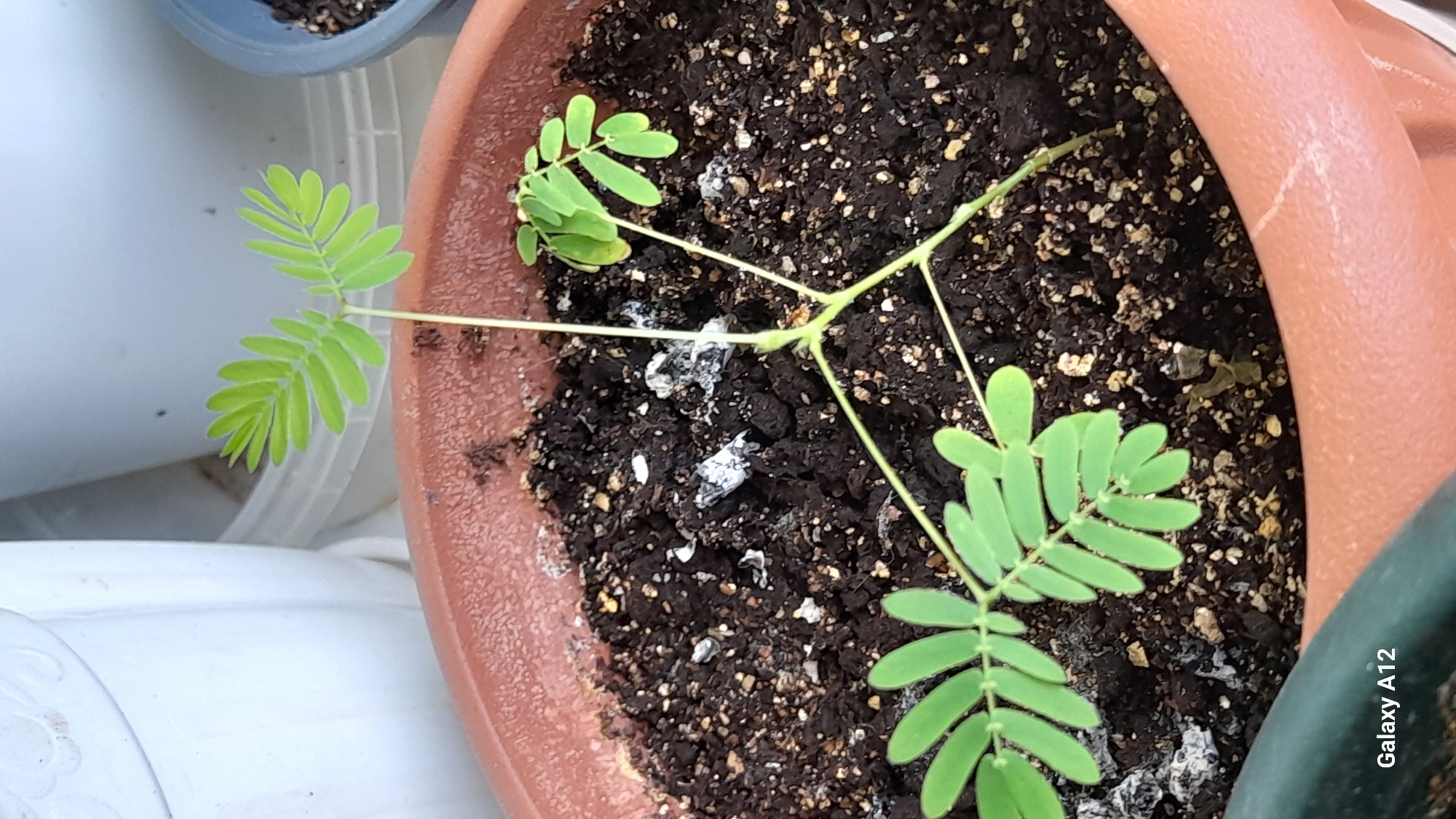 A potted Mimosa pudica plant is shown in the image. The plant has a thin stem with several sets of compound leaves. The leaves are light green and feathery, with small leaflets arranged opposite each other. The plant is in a reddish-brown terracotta pot filled with dark soil. Some white, powdery material, possibly mold or mineral deposits, is visible on the surface of the soil. The background is out of focus and appears to be a domestic setting with white and gray containers. The "Galaxy A12" watermark is present in the lower left corner. There is no discernible location information within the image that would place it in Марковский, Russia.