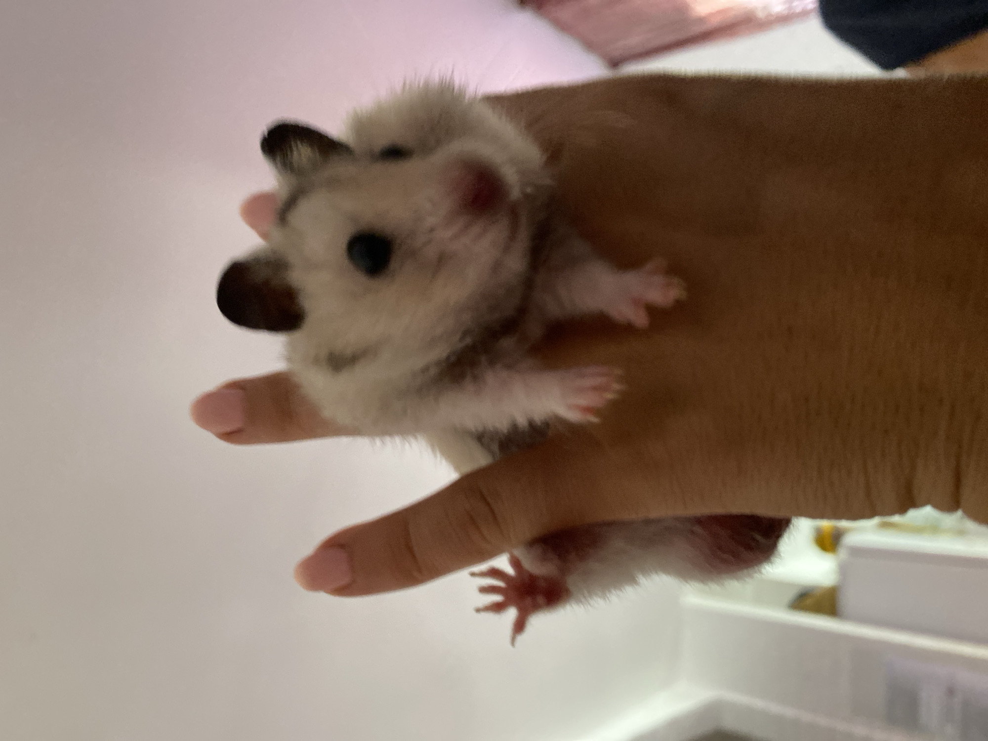 A close-up, low-angle shot shows a hamster being held in a person's hand. The hamster is light-colored with dark markings on its ears and face, and it is looking towards the camera. Its tiny paws are visible, one gripping the hand. The hand has light pink nail polish on its fingernails. The background is a plain, light-colored ceiling and a blurry indoor environment, suggesting the photograph was taken inside a residence. There is no indication of the city of Zgrade, Montenegro, in the image.