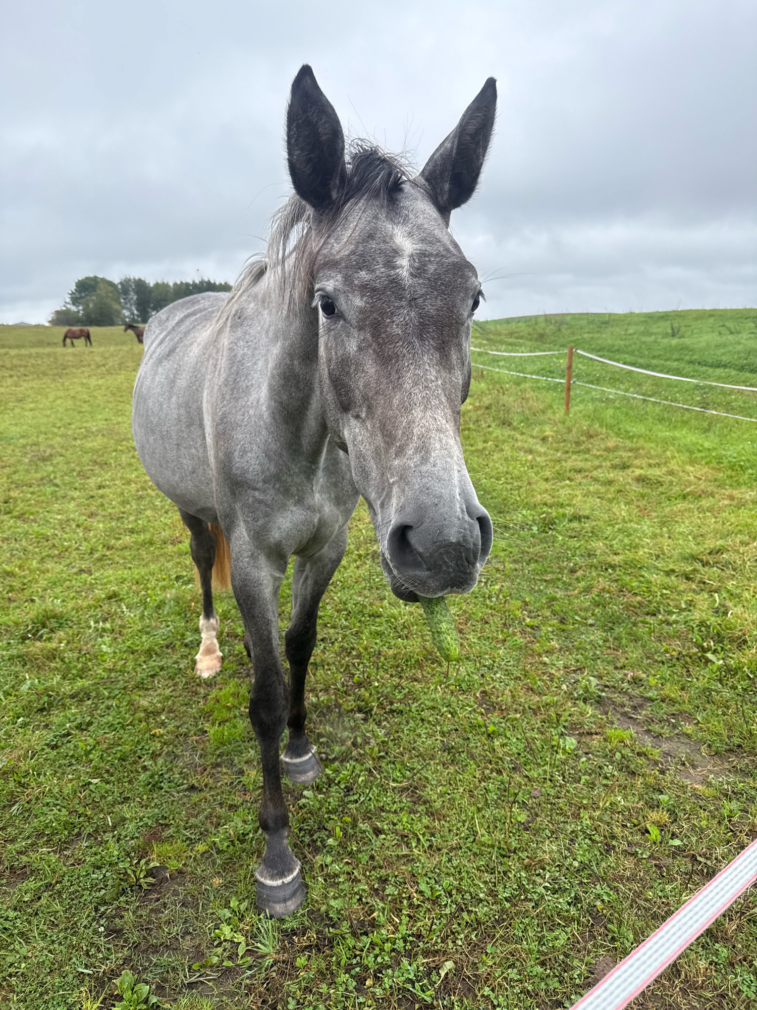 In Galinė, Lithuania, a dappled grey horse stands in a grassy field, its head tilted slightly forward as it chews on a green object, possibly a cucumber. The horse has dark legs with white markings on its hooves. In the background, two other horses are visible in the distance, grazing in the field. The sky is overcast, contributing to a muted, natural light. A white electric fence runs horizontally across the middle ground, marking the boundary of the field. The terrain is uneven, with patches of bare earth visible among the green grass.