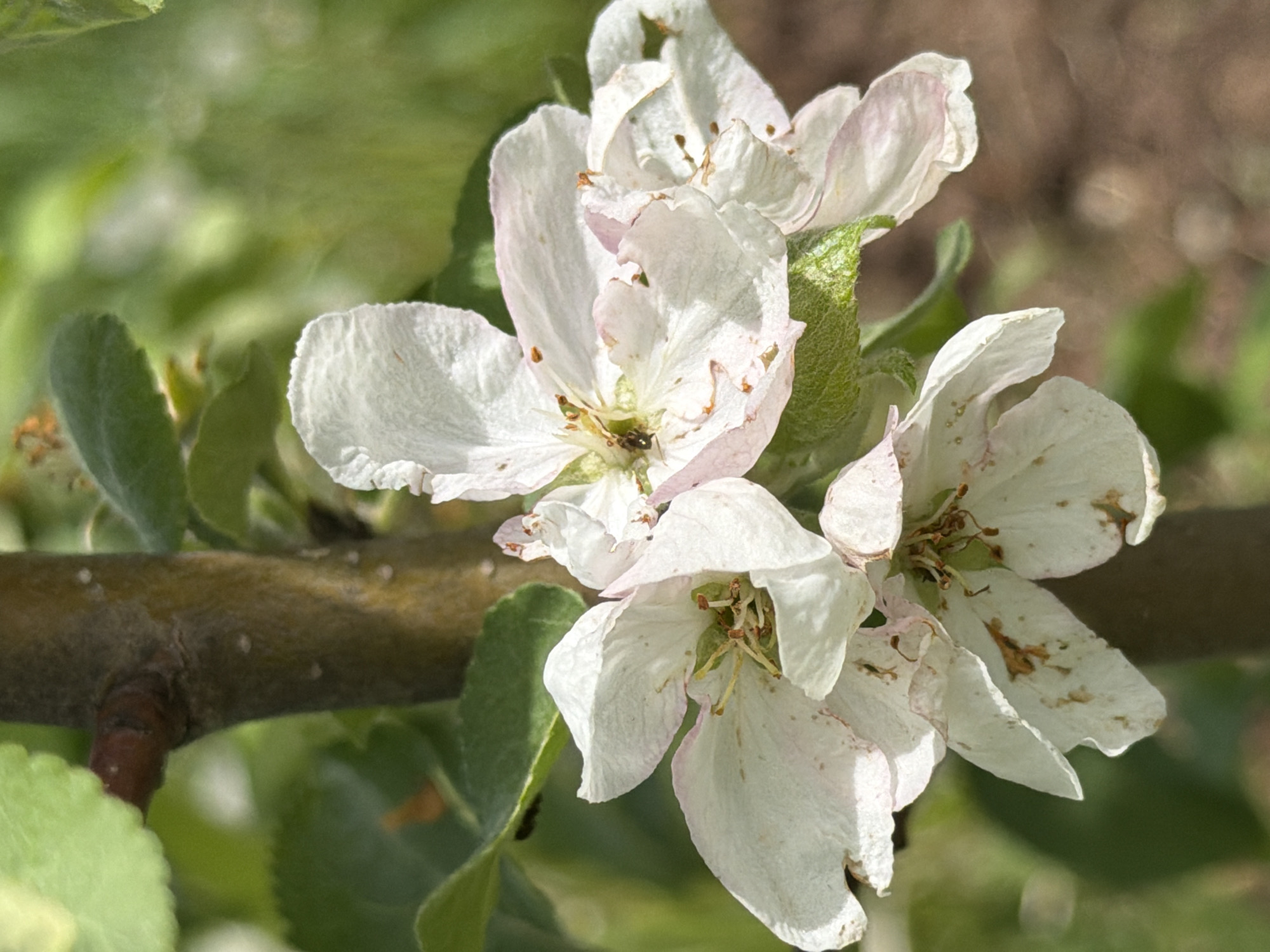 The image shows a close-up view of several apple blossoms on a branch. The blossoms are predominantly white with some light pink tinges on the edges of the petals. They appear slightly wilted and some petals have brown spots. The flowers are clustered together and attached to a slender, greenish-brown branch. The background consists of green leaves and out-of-focus foliage, with an area of blurred brown and green tones suggesting soil or other vegetation. The scene is natural and outdoors. There is no specific indication of the location in Ol'khovo, Russia beyond the presence of an apple tree, which is not unique to that location. There are no people visible in the image.