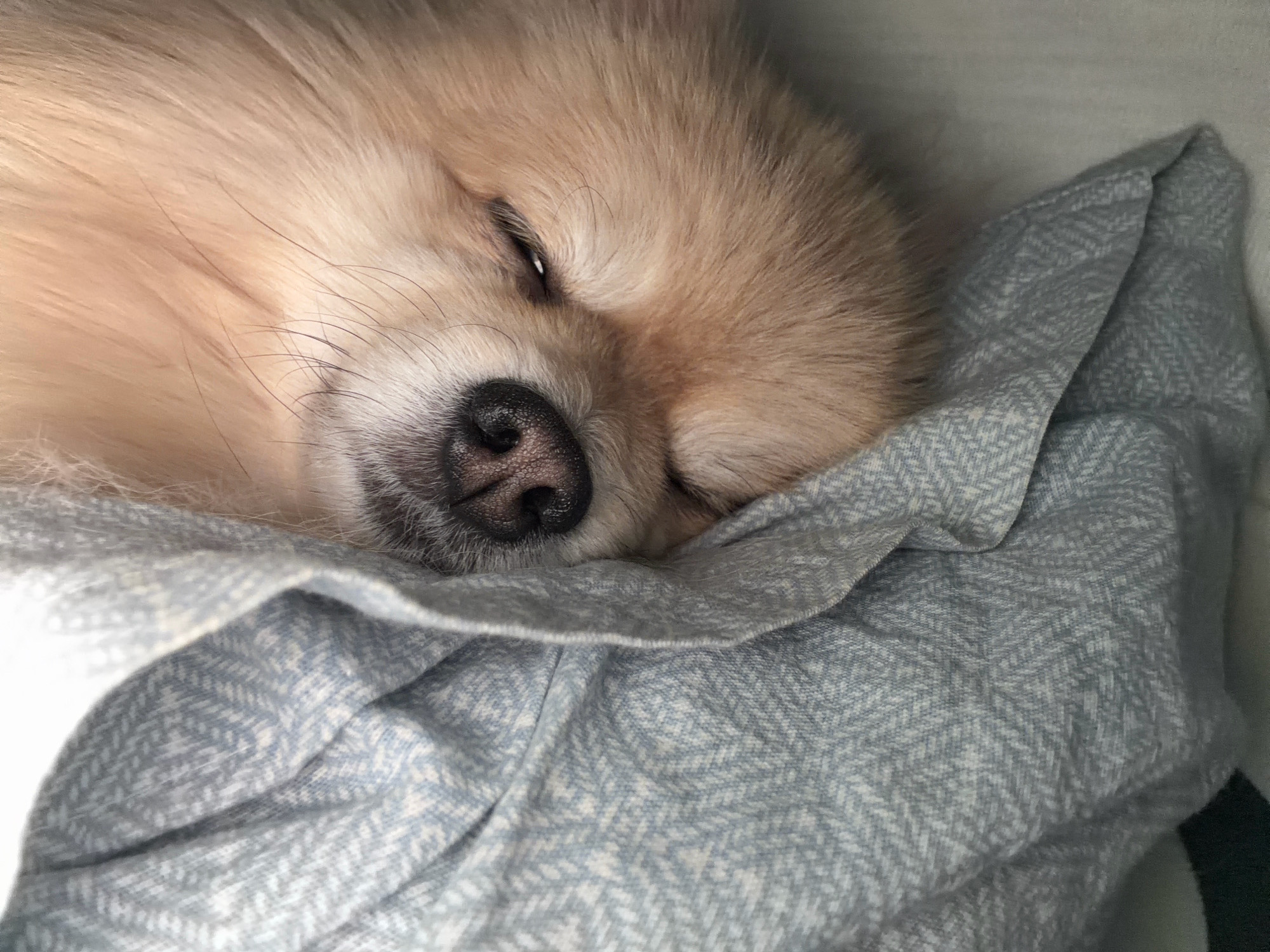 A close-up, eye-level shot captures a light brown Pomeranian dog sleeping comfortably on a light blue and white herringbone patterned blanket. The dog's head is turned to the left, with its eyes closed and its nose resting on the blanket. Its fur is fluffy and soft, and its ears are visible beneath its fur. The blanket is soft and textured, with a repeating pattern of diagonal lines. The lighting is soft and natural, casting gentle shadows on the dog's face and the blanket. The background is out of focus, suggesting a cozy and domestic setting. The scene evokes a sense of peace and tranquility, highlighting the simple joy of a sleeping pet.