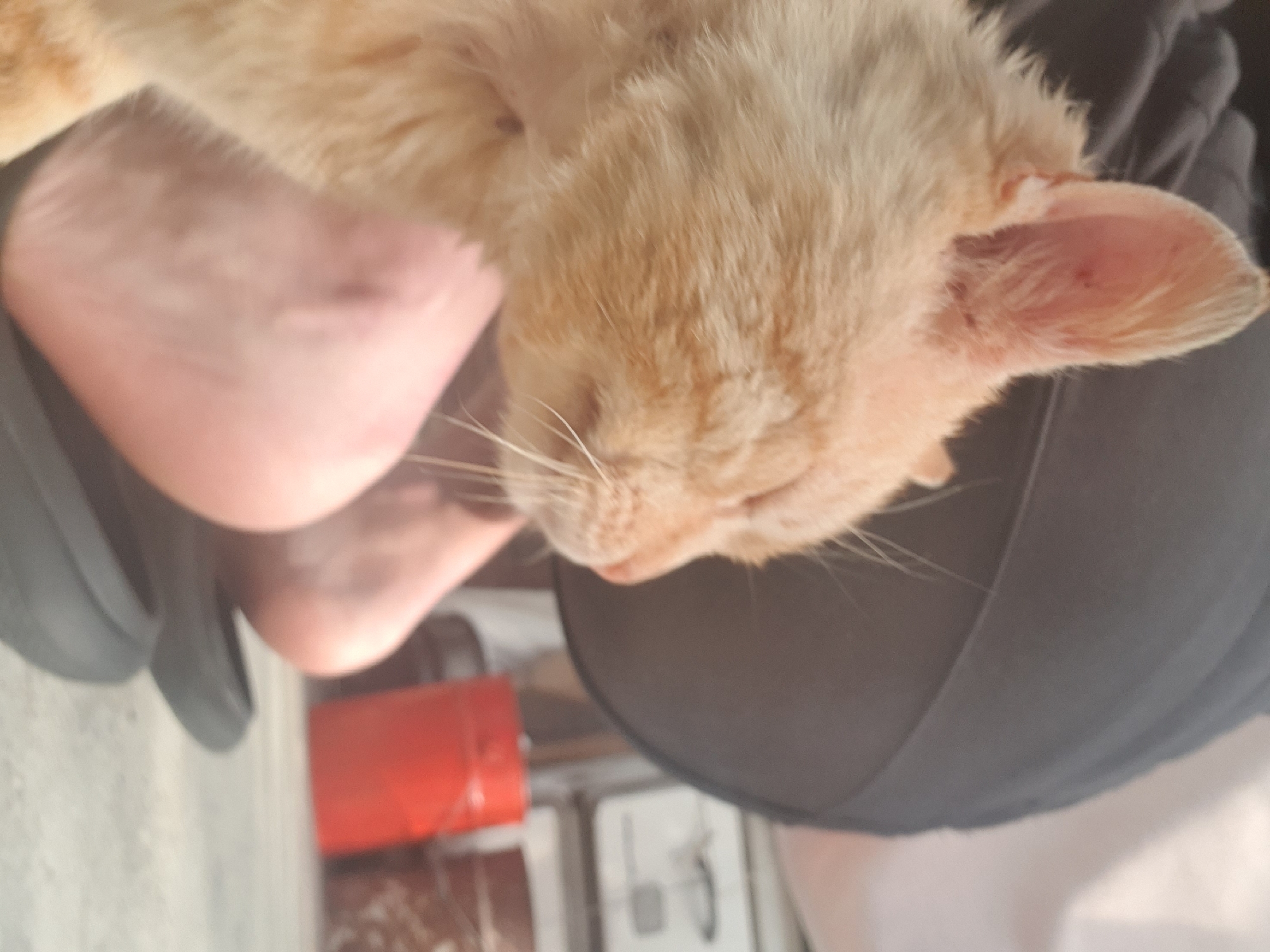 An orange tabby cat sleeps on a person's lap. The person wears dark-colored clothing. The lower part of a leg and a shoe are visible. In the background, there is a red object and other indistinct items. The location is assumed to be Хаджийско, Bulgaria.