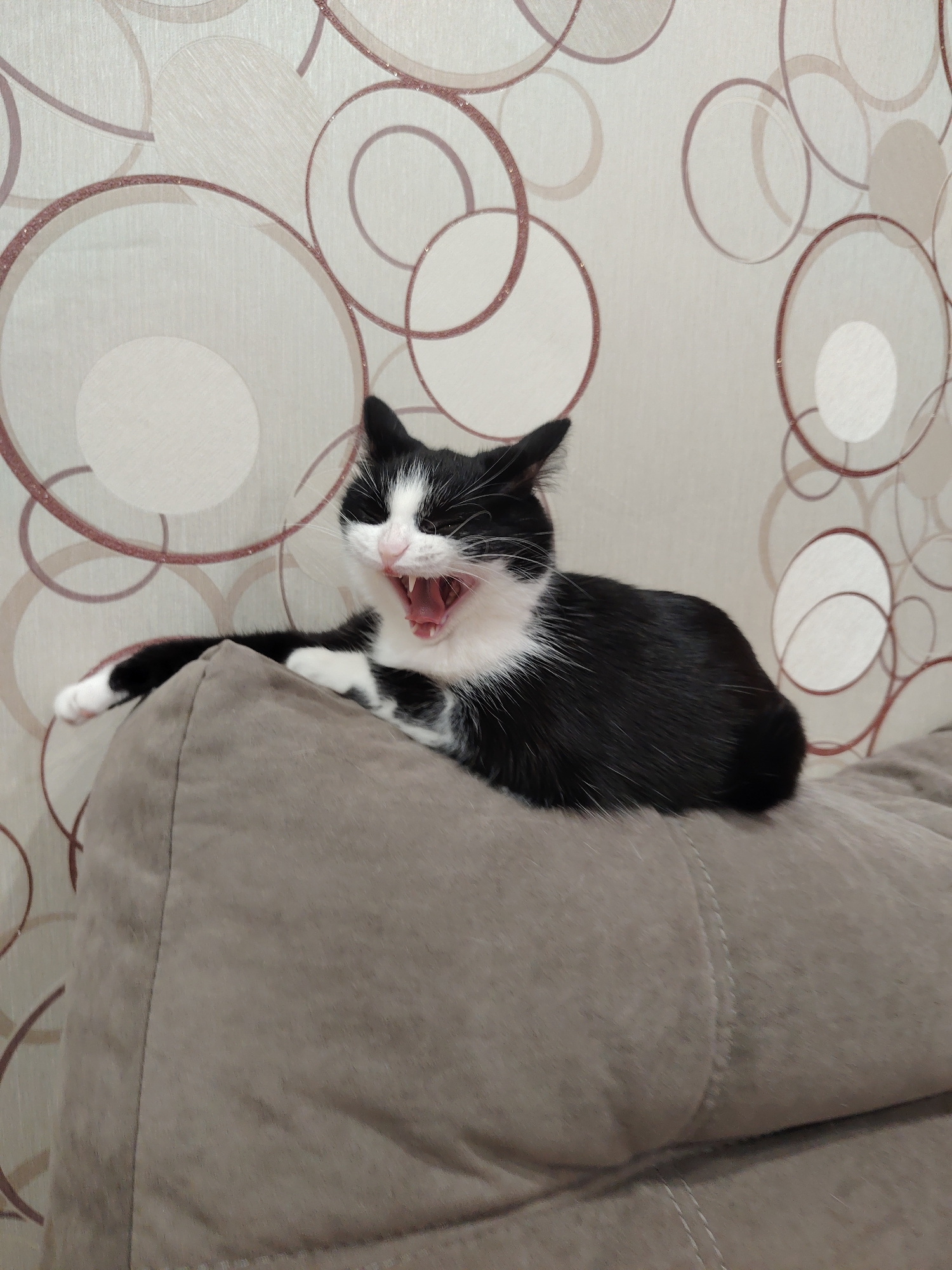 A black and white cat is captured mid-yawn while lying on a light brown couch. The cat's mouth is wide open, revealing its teeth and pink tongue. Its front paws are extended forward, with one paw resting on the edge of the couch. The background features a beige wallpaper with a repeating circular pattern in shades of brown and cream. The lighting appears to be artificial, casting a soft glow on the scene. The image is taken from a slightly elevated angle, looking down at the cat.